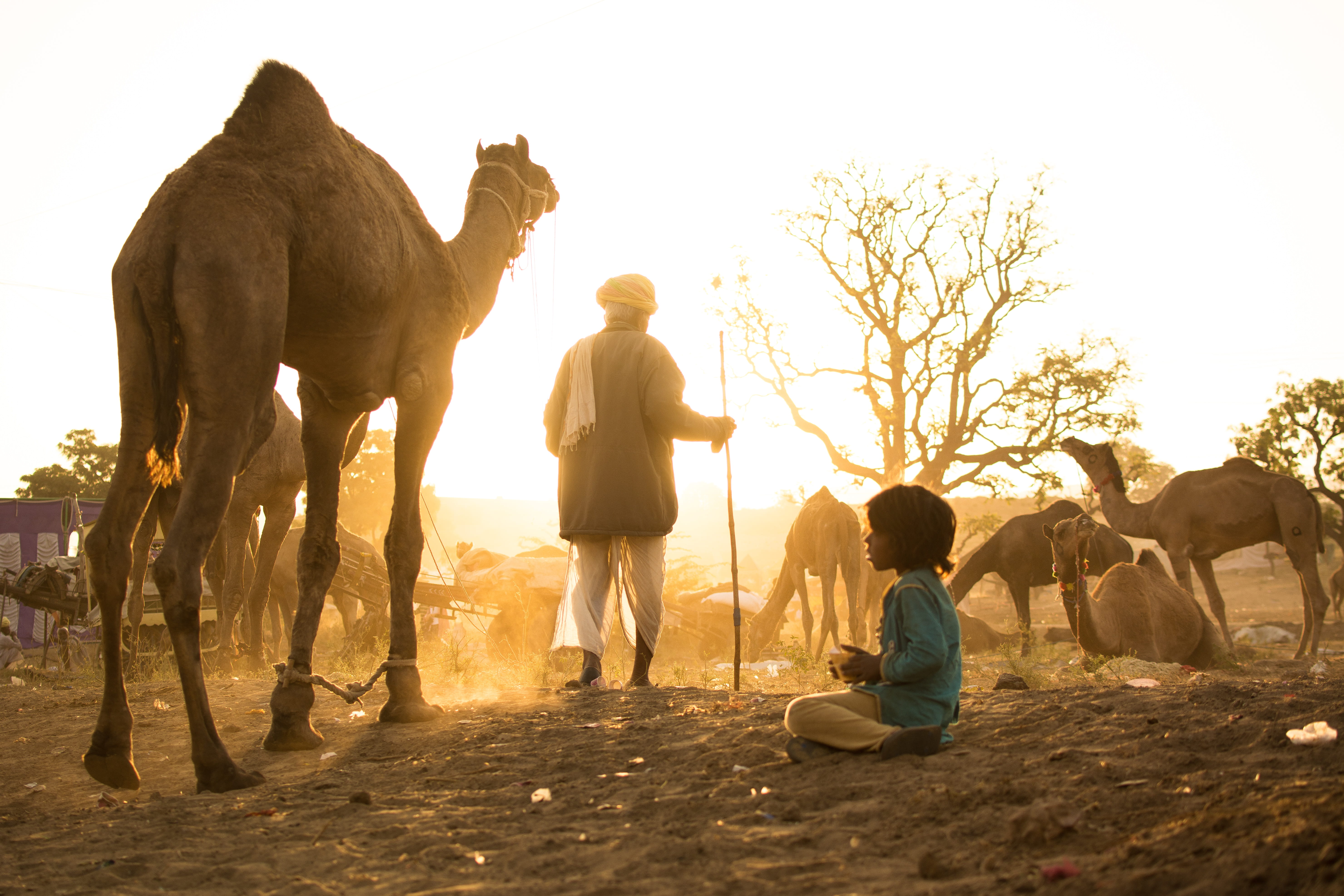 full length, camels, people, men, camel, sunlight, horse, life, human, outdoors, adult, indian, sunset, beside, lens flare, tribal, wildlife, women, summer, HD Wallpaper
