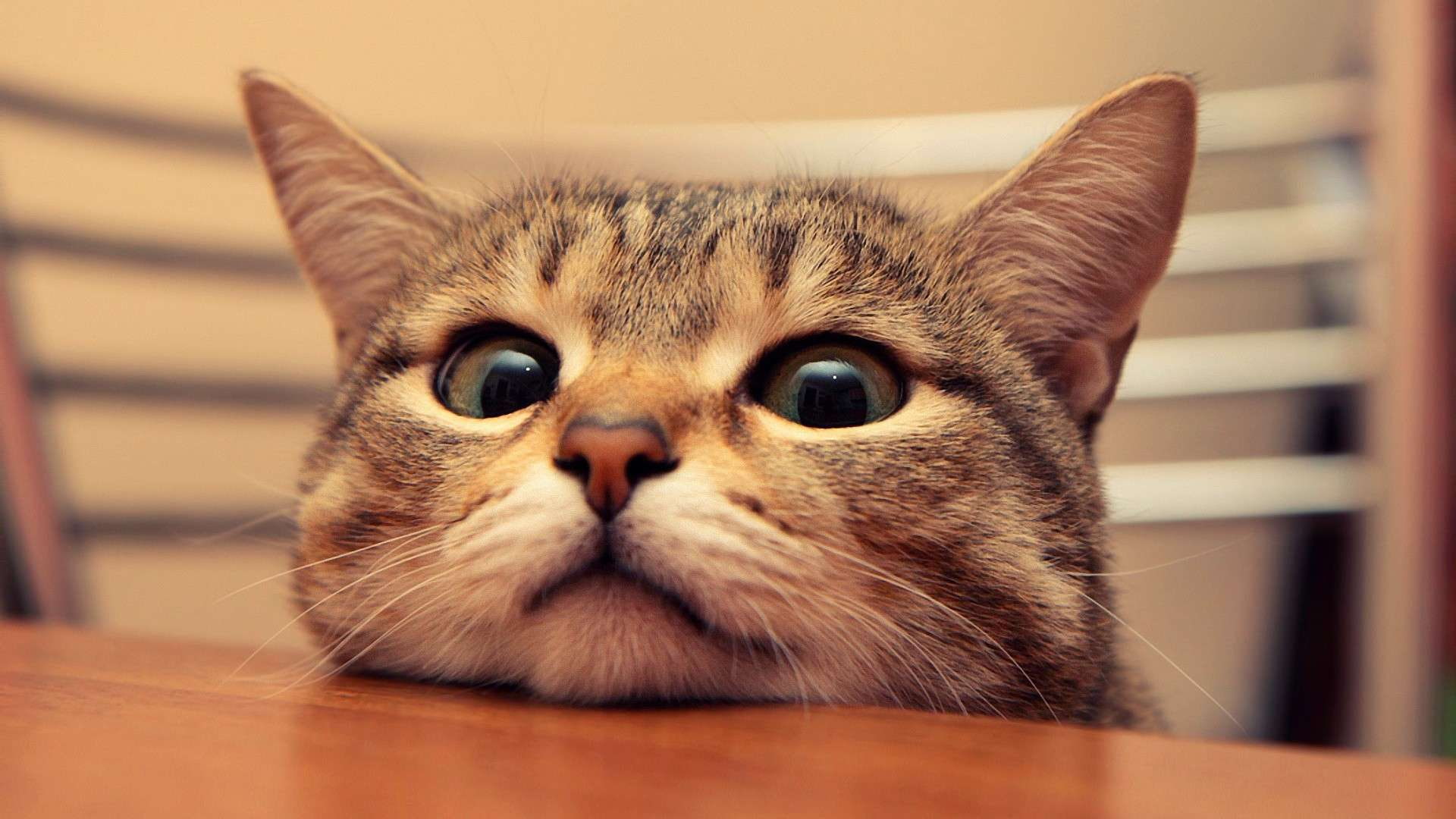 hd, 1080P, table, cat, peeking, cute, eyes, HD Wallpaper