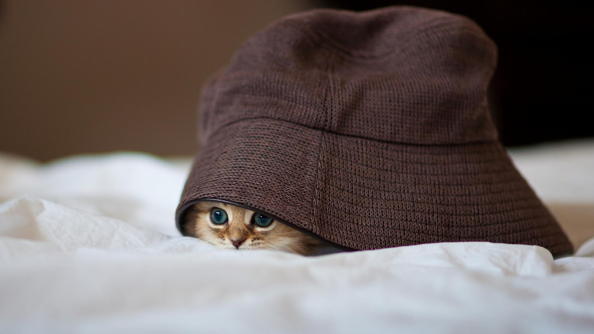 peeking, 1080P, big, hat, cute, animals, kitty, HD Wallpaper