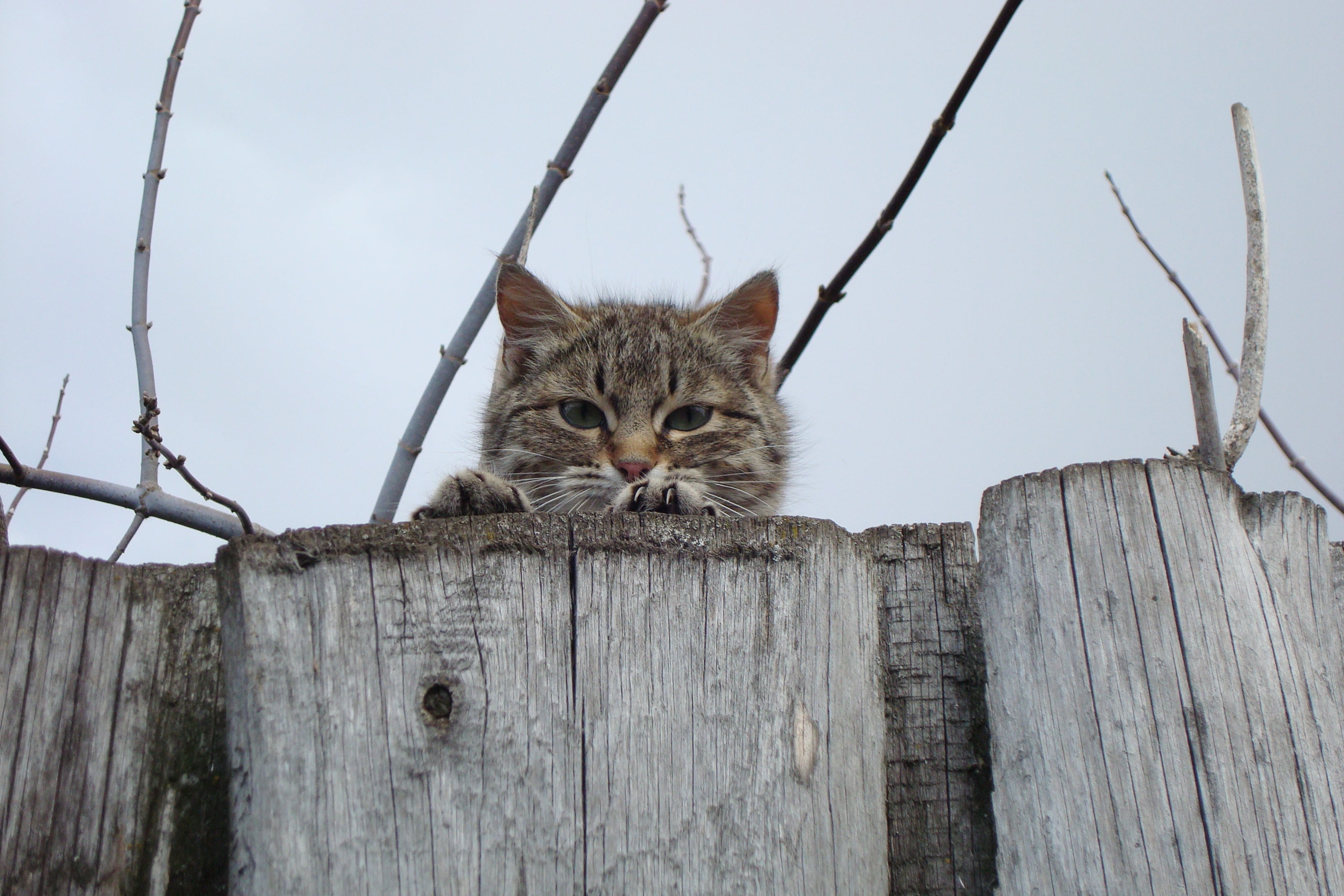 cute, outdoors, fence, domestic Animals, muzzle, peek, tabby, no people, domestic Cat, cat, young Animal, wood - Material, mammal, day, vertebrate, whisker, HD Wallpaper
