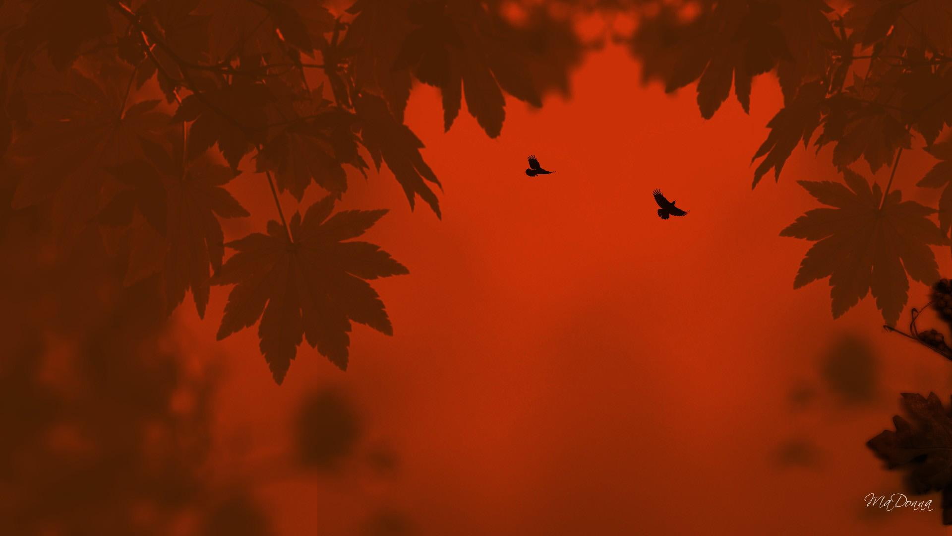 1080P, peek, autumns, tree, leaves, abstract, orange, fall, birds, 3d and abstract, HD Wallpaper