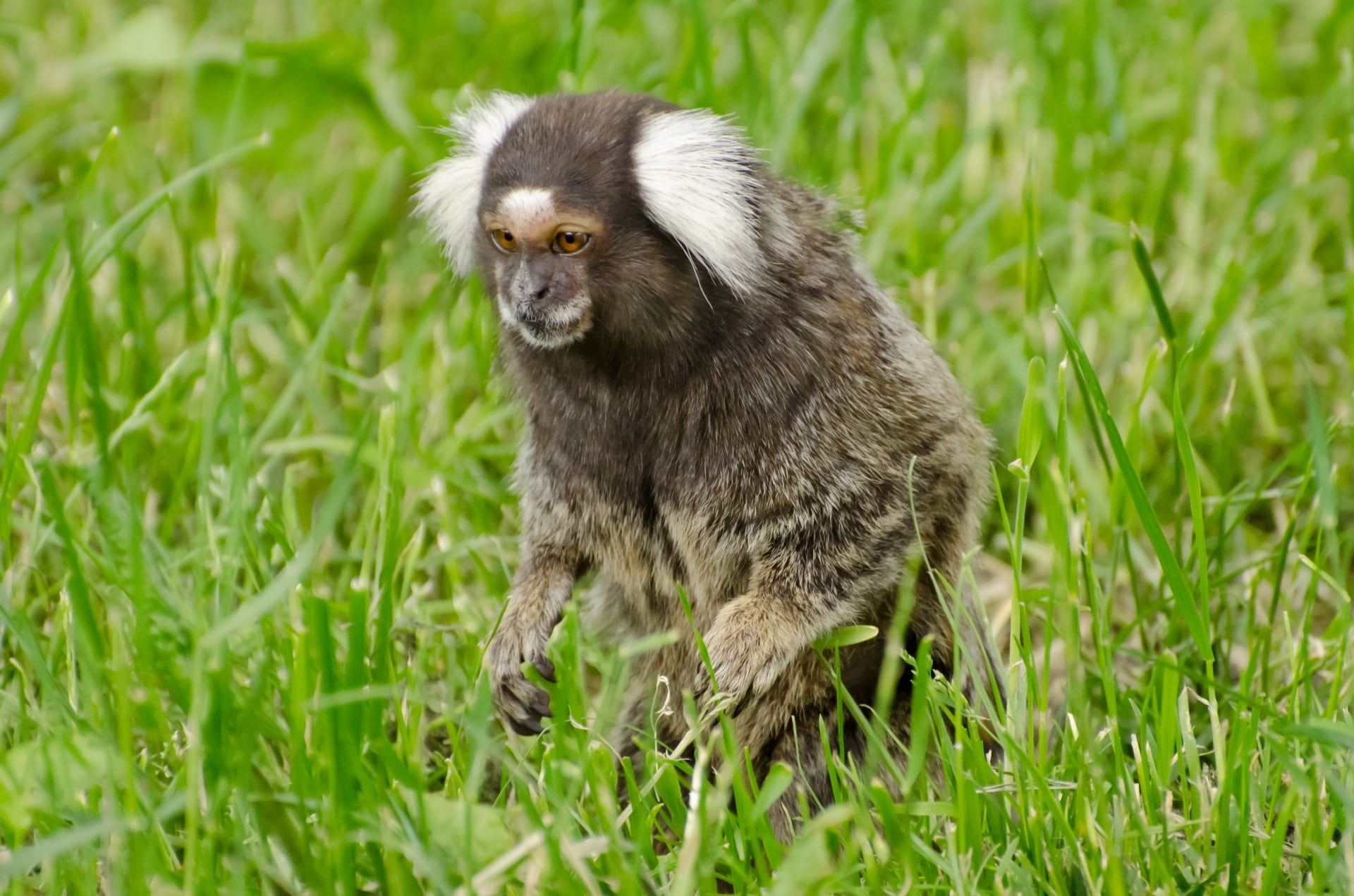 marmoset, outdoors, monkey, field, brazil, ape, rainforest, peeking, primate, fur, animal, nature, one animal, animals in the wild, ears, wildlife, mammal, HD Wallpaper