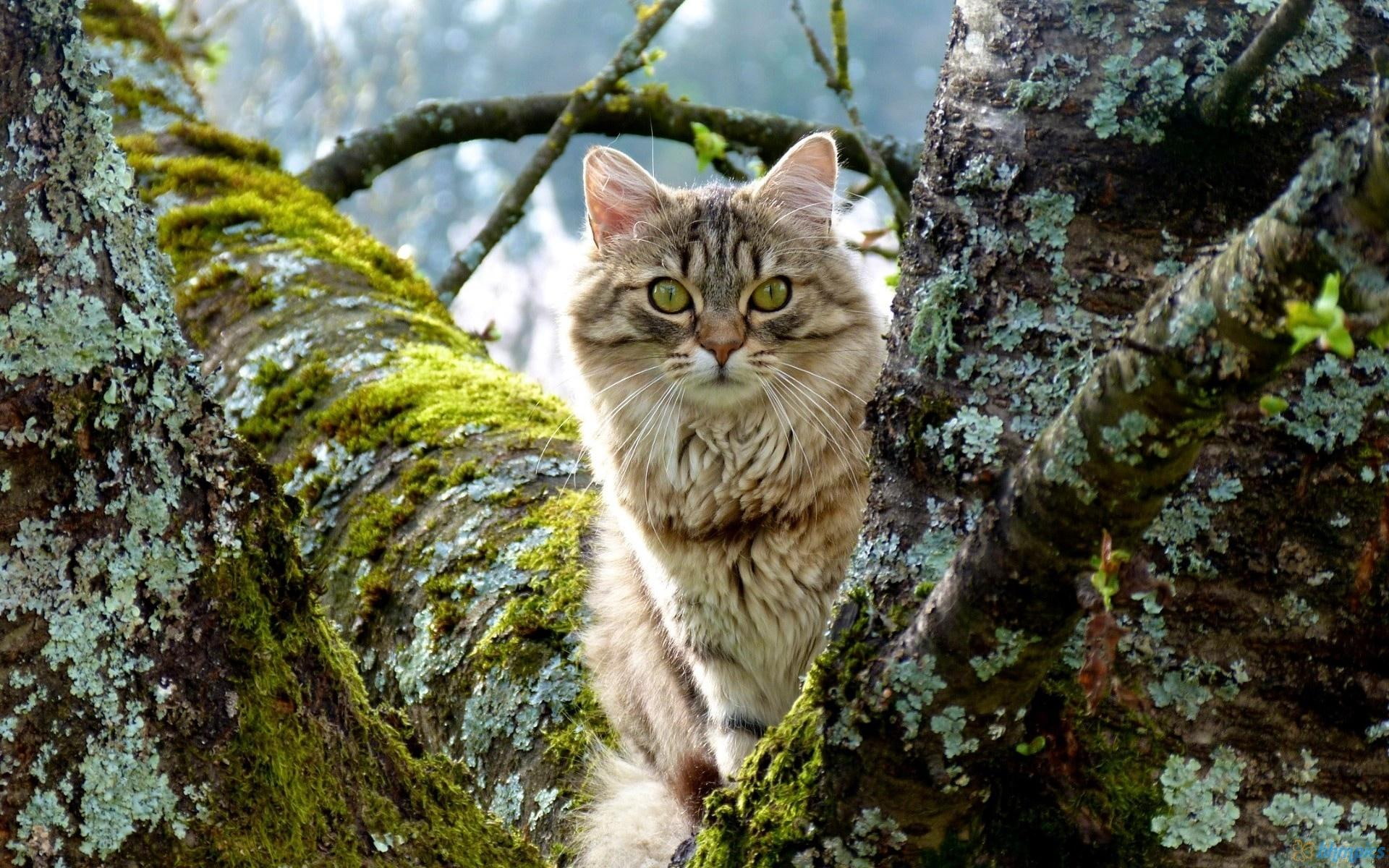 peeking, 1080P, animals, cute, cats, cat, trees, HD Wallpaper