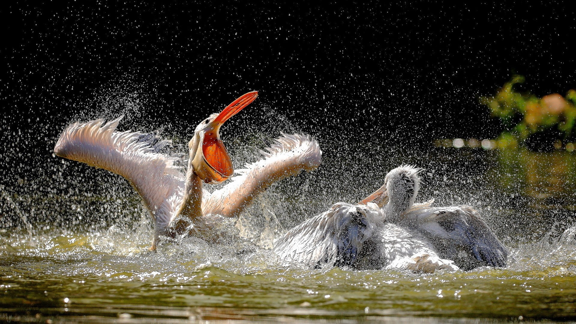 1080P, animals, pelicans, birds, HD Wallpaper
