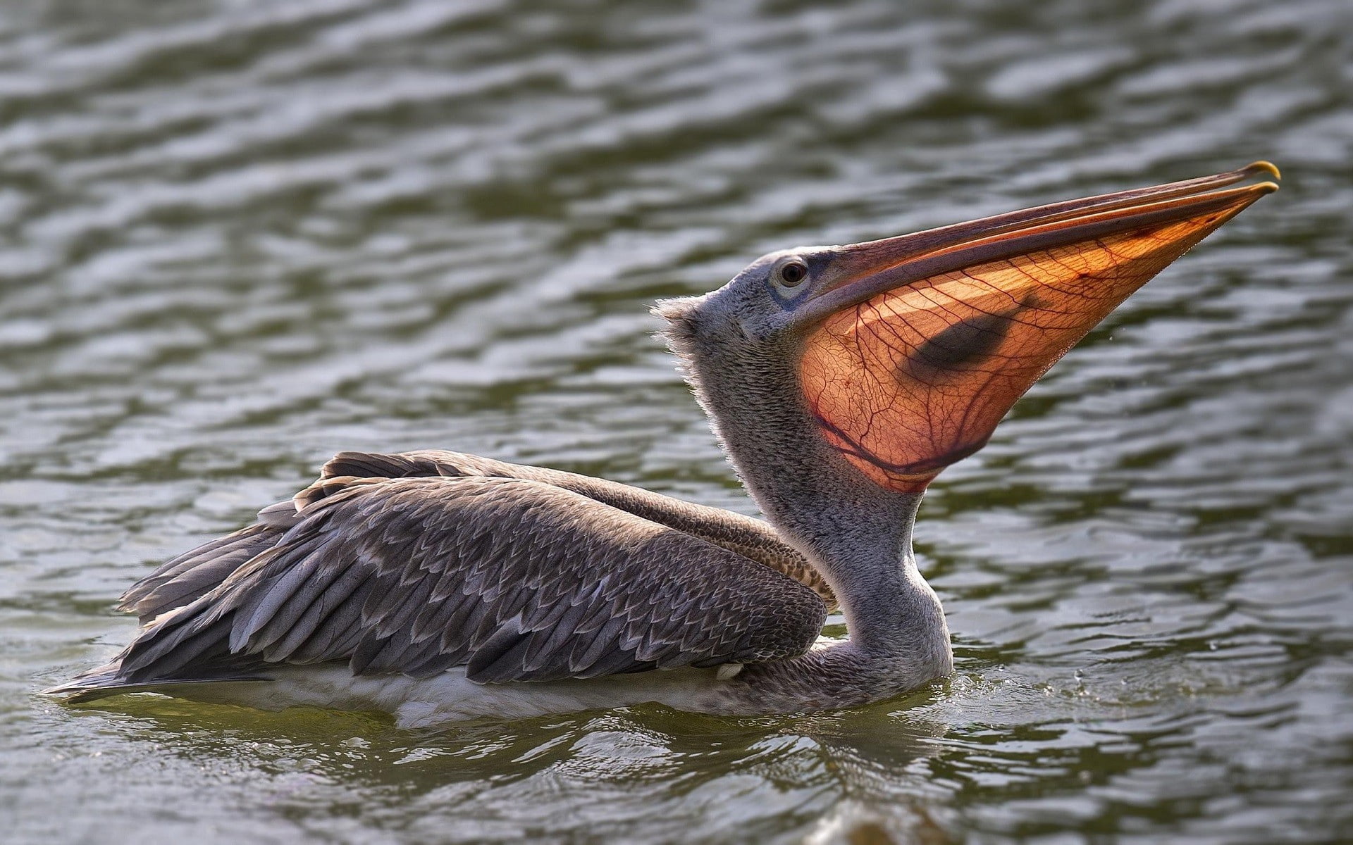 fish, 1080P, pelicans, water, birds, animals, nature, HD Wallpaper