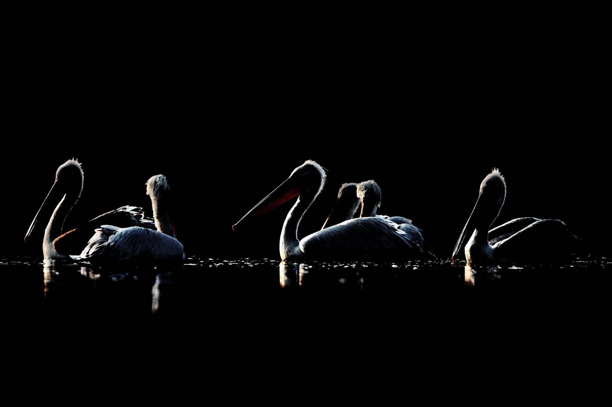 vertebrate, nature, swan, animal themes, animal wildlife, pelicans, outdoors, pelican, 1080P, night, beak, lake, bird, animal, dark, no people, group of animals, HD Wallpaper