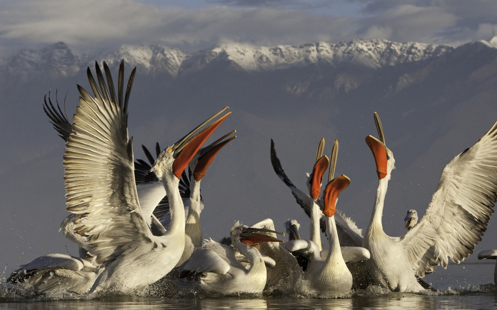 mountains, pelicans, 1080P, birds, HD Wallpaper