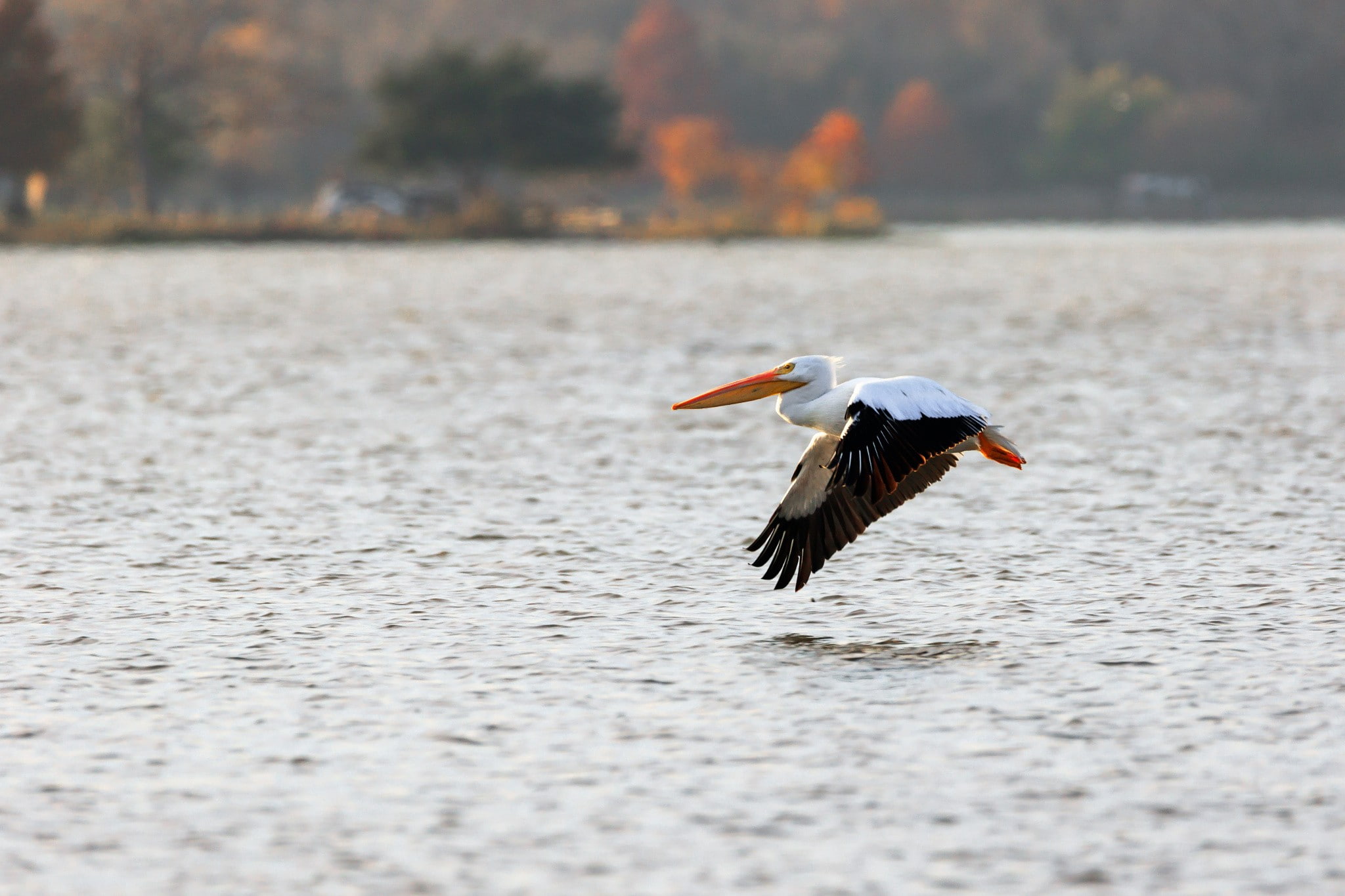 1080P, mid-air, flying, stork, animal, outdoors, animal wildlife, vertebrate, pelicans, waterfront, day, focus on foreground, water, animal themes, animals in the wild, HD Wallpaper