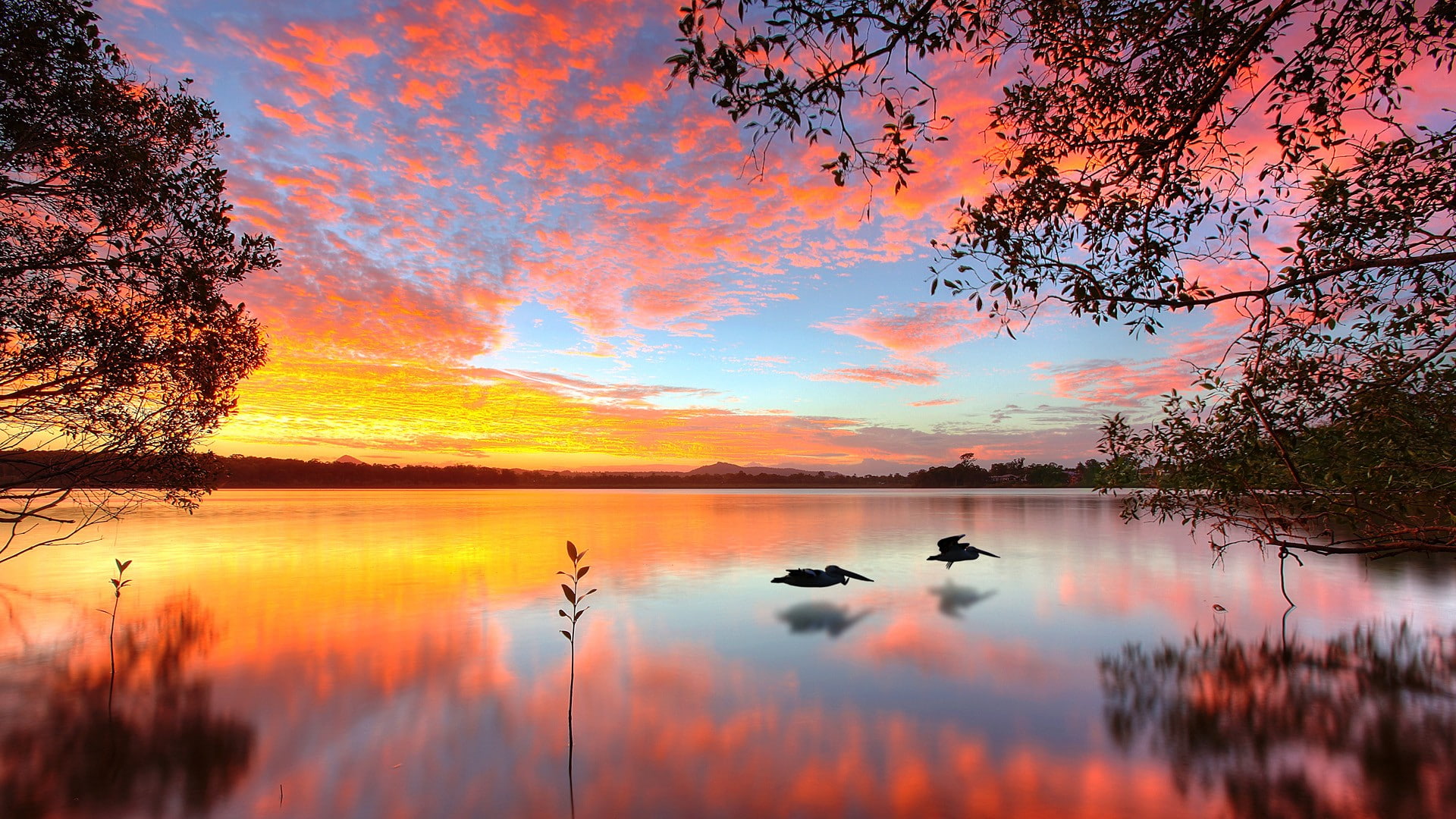 pelicans, lake, nature, 1080P, HD Wallpaper