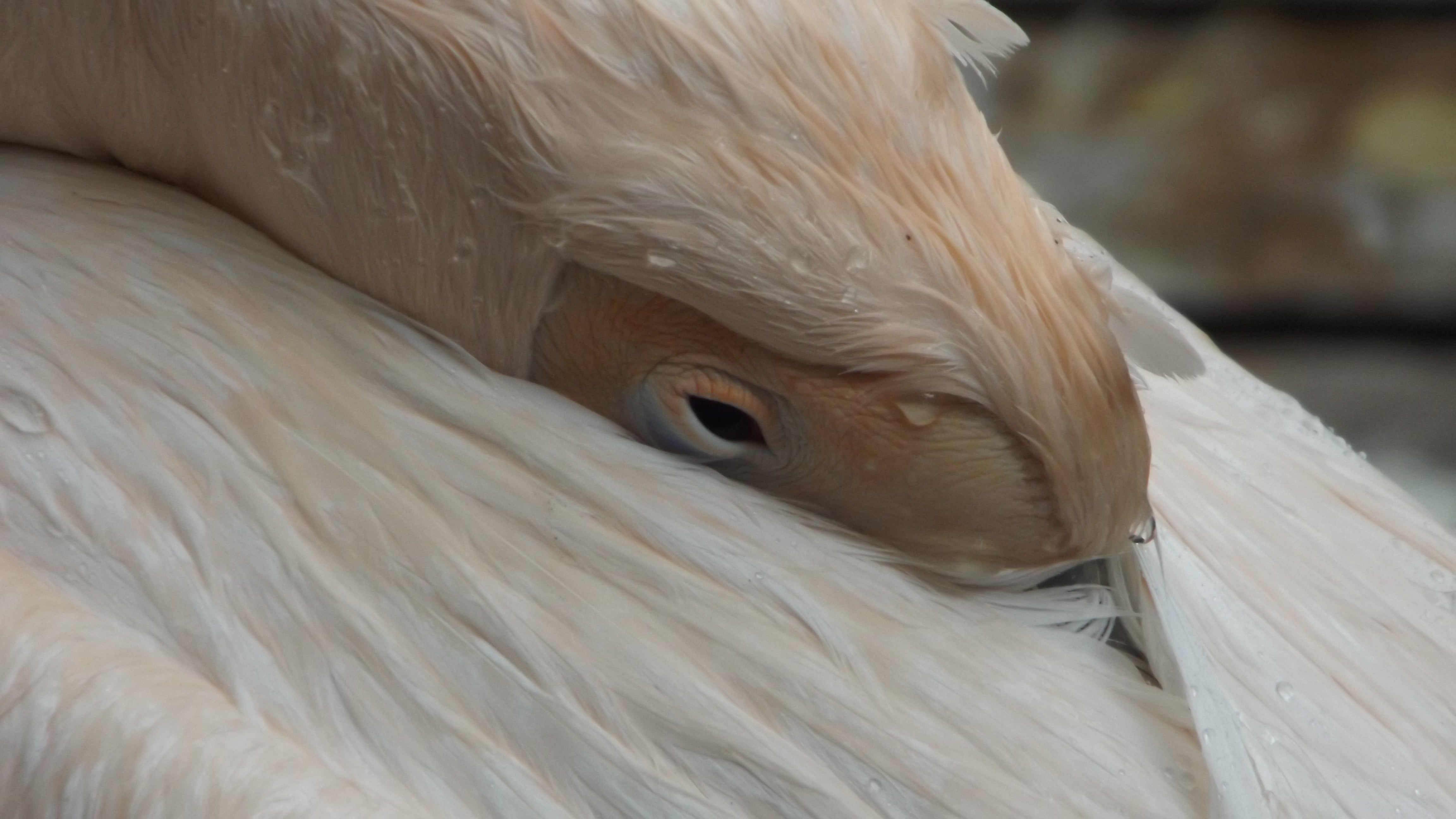 bird, eyes, one animal, vertebrate, 4K, mammal, animal body part, animal themes, animals, pets, close-up, pelicans, animals in the wild, wildlife, animal eye, HD Wallpaper