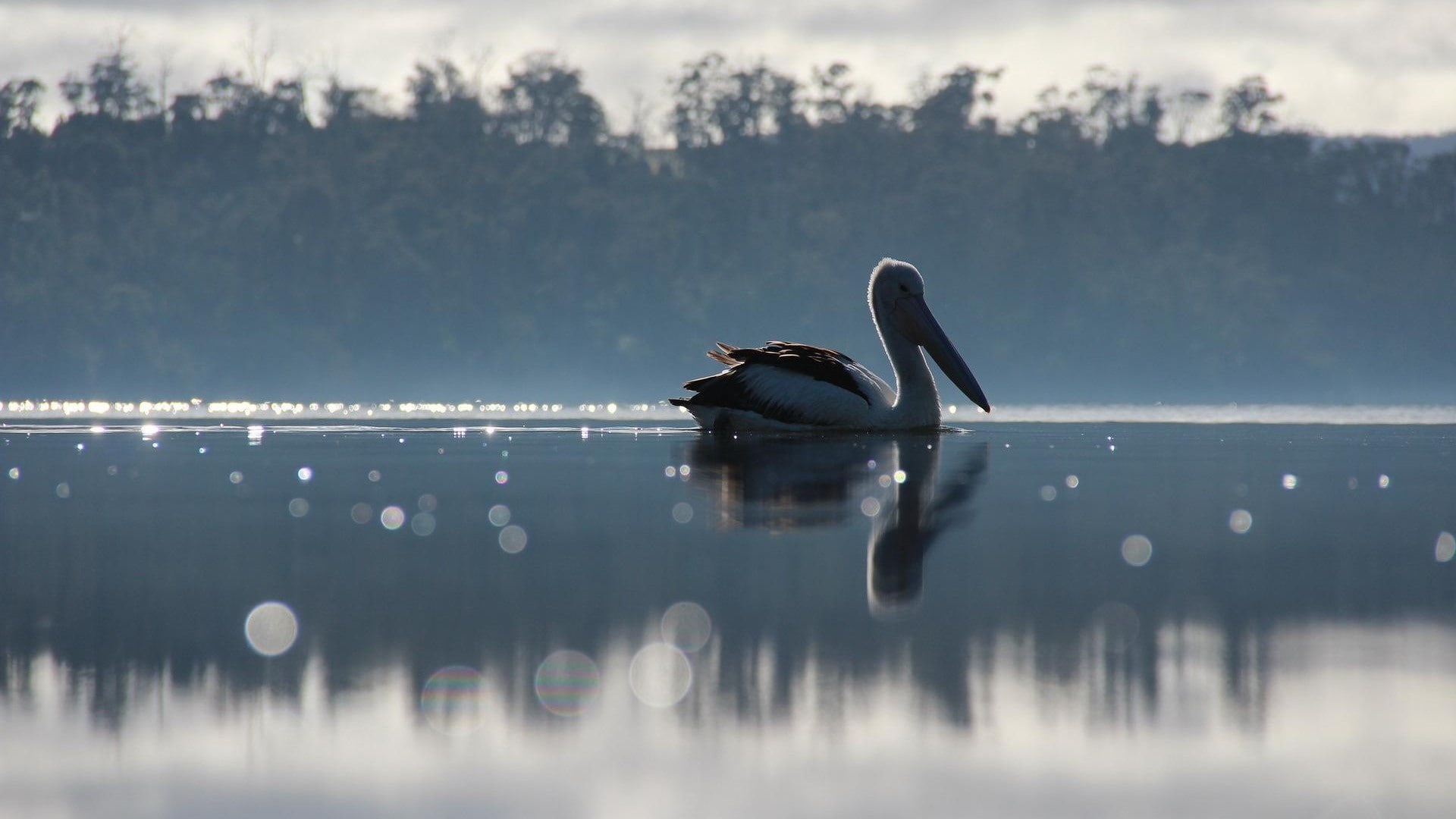 nature, water, bokeh, birds, animals, forest, trees, reflection, sunlight, pelicans, 1080P, landscape, HD Wallpaper