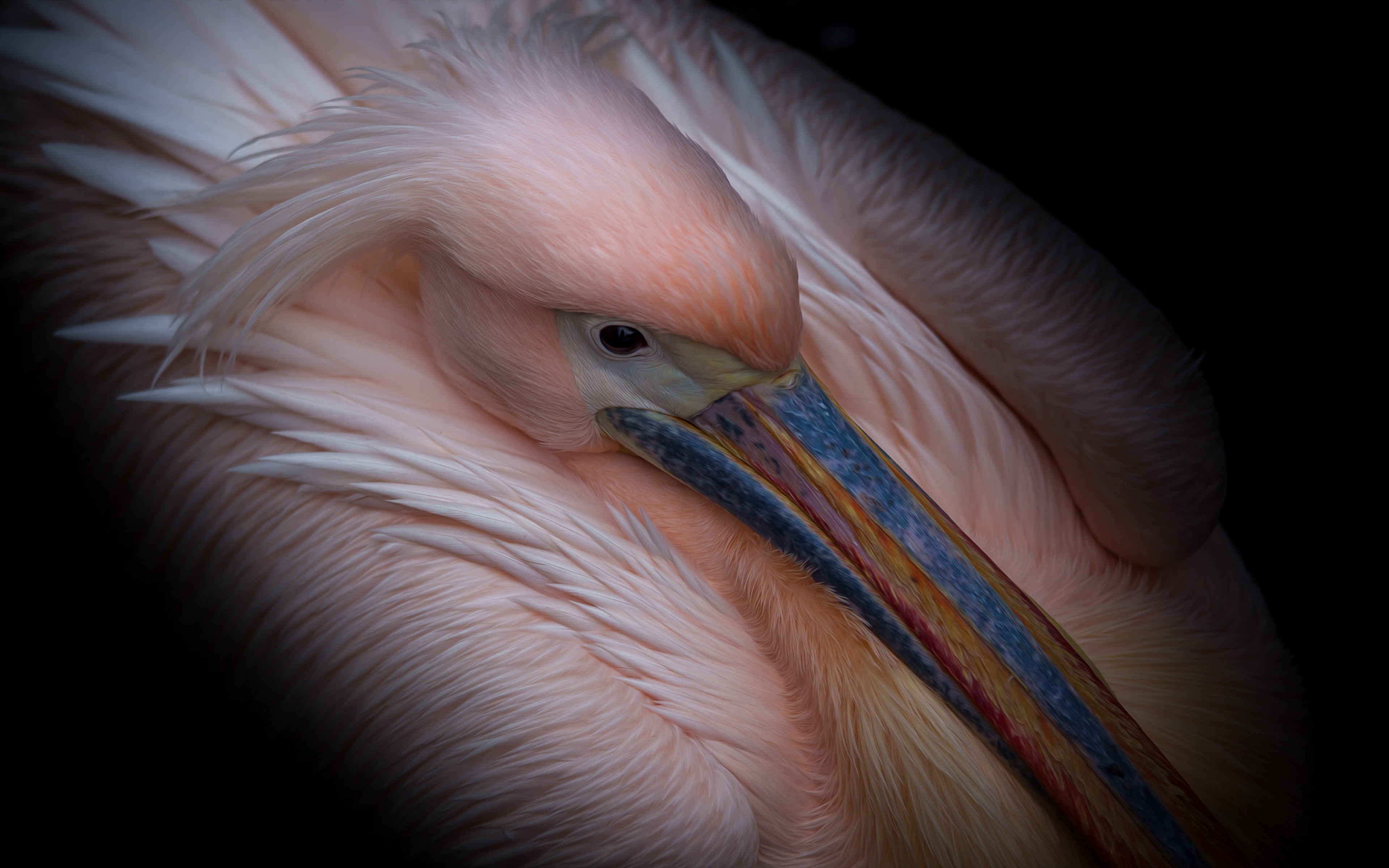 feather, animal body part, animal neck, ultra, animal wildlife, vertebrate, laptop, flamingo, phones, pink, close-up, 4K, preening, pelican, HD Wallpaper