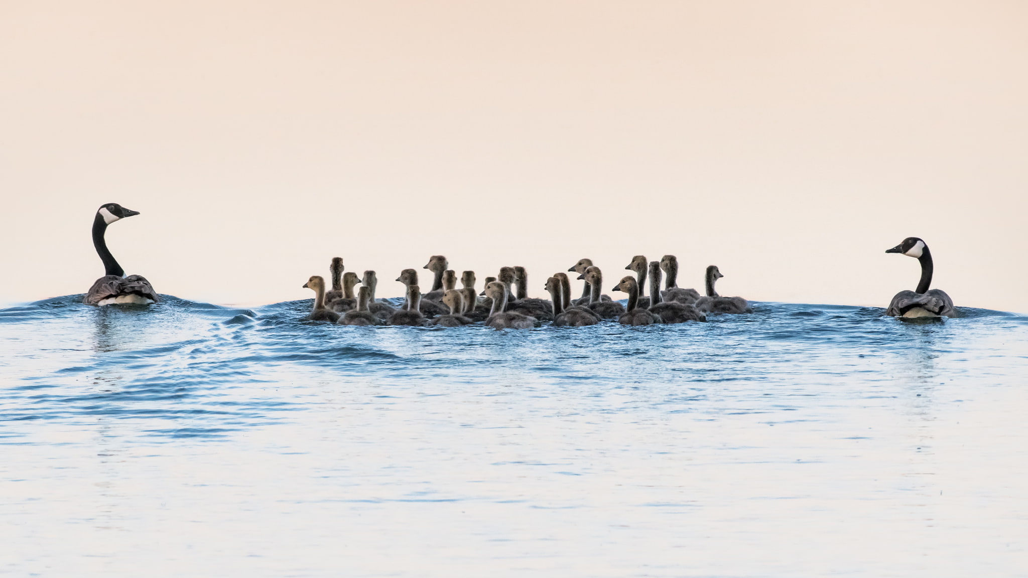 wildlife, animals in the wild, group of animals, geese, beauty in nature, cormorant, water, water bird, animal themes, no people, bird, animal, swimming, HD Wallpaper