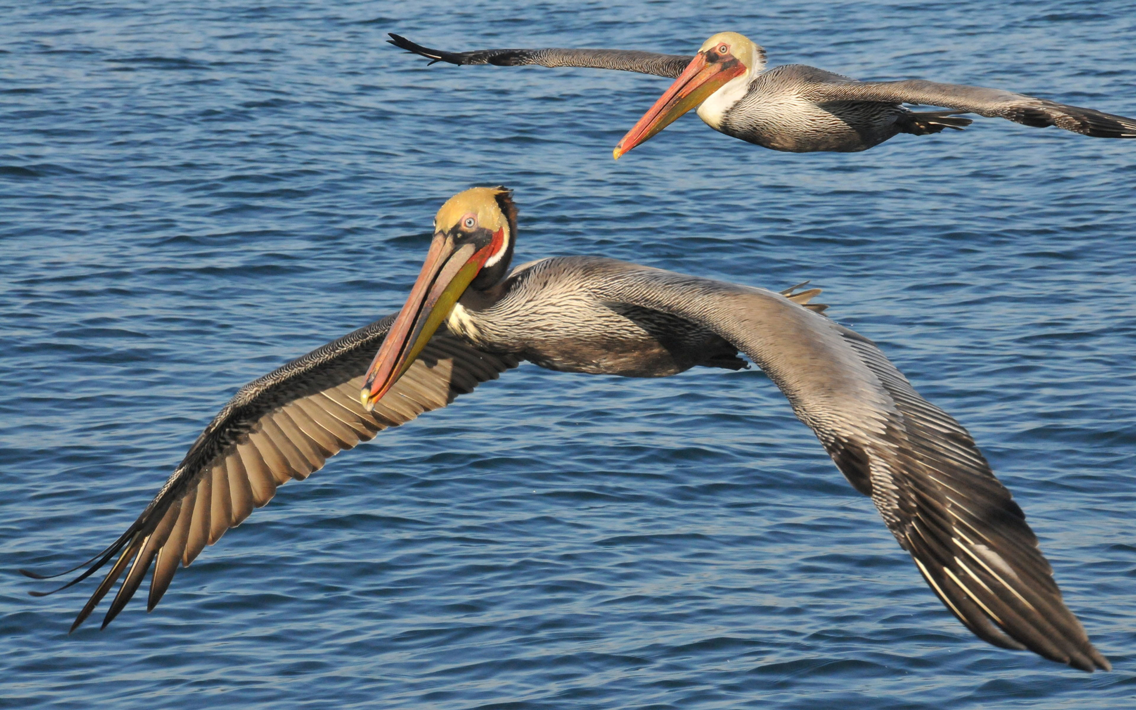 spread wings, north, 4K, bird, family, name, animal wildlife, lake, desktop, pelican, american, no people, vertebrate, occidentalisflight, beauty in nature, HD Wallpaper