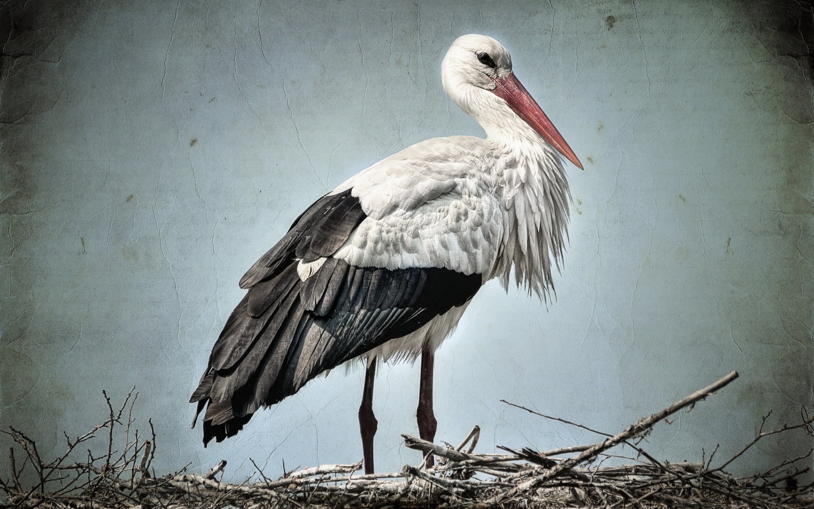 red, animal themes, illustration, beak, black Color, vertebrate, blue, animal Nest, zoology, 720P, feather, wildlife, outdoors, animal wildlife, animal body part, HD Wallpaper