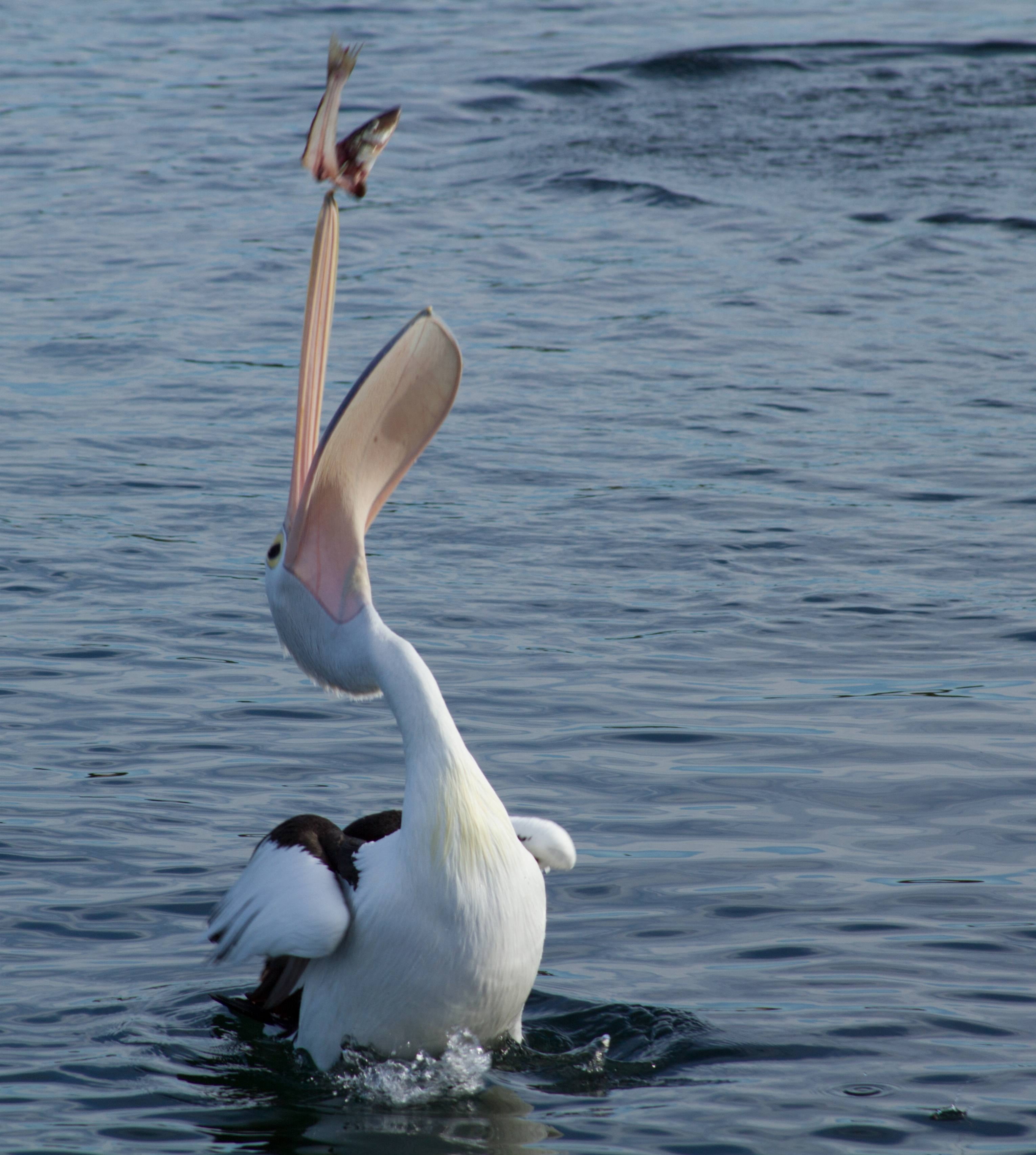 great white pelican, white color, lake, beauty in nature, animal wildlife, eastern white pelican, flapping, catching, catching fish, togetherness, nature, Phone HD Wallpaper