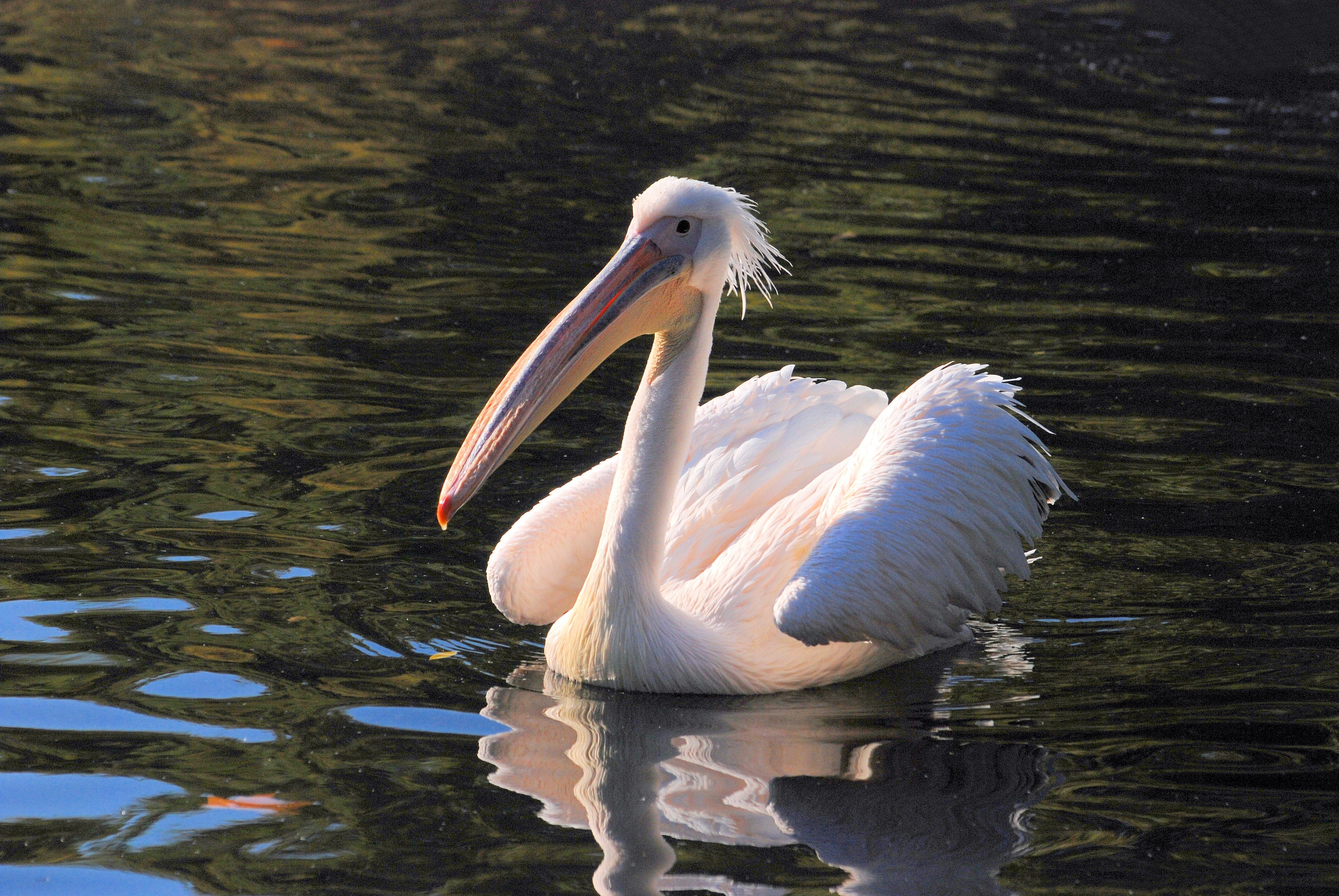 wild, outdoor, pelican, reflection, rosy pelican, animal, feather, dom, wings, creature, animal themes, one animal, day, bird, swimming, mammal, wildlife, HD Wallpaper