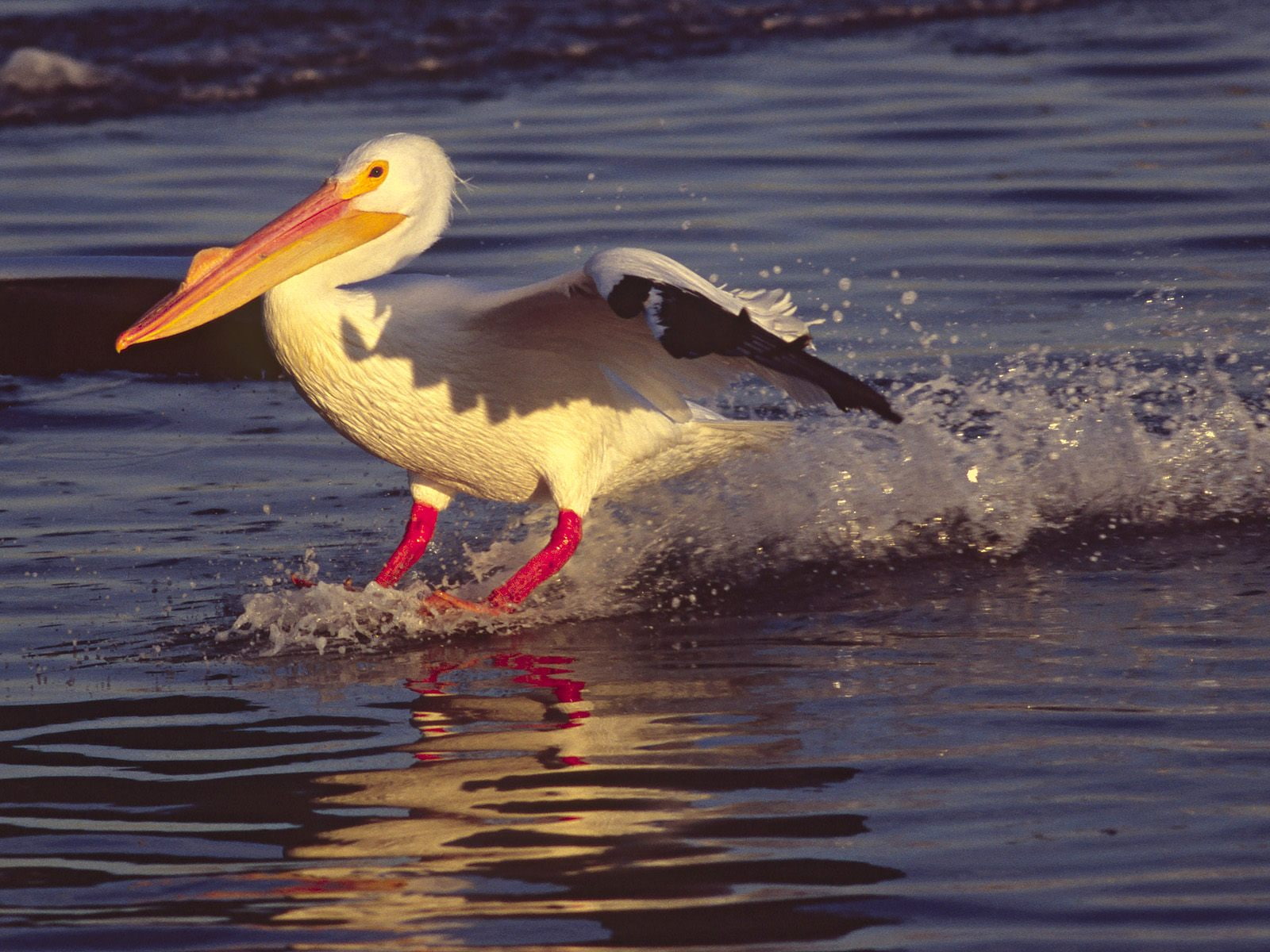 animals, landing, 720P, water, pelicans, HD Wallpaper