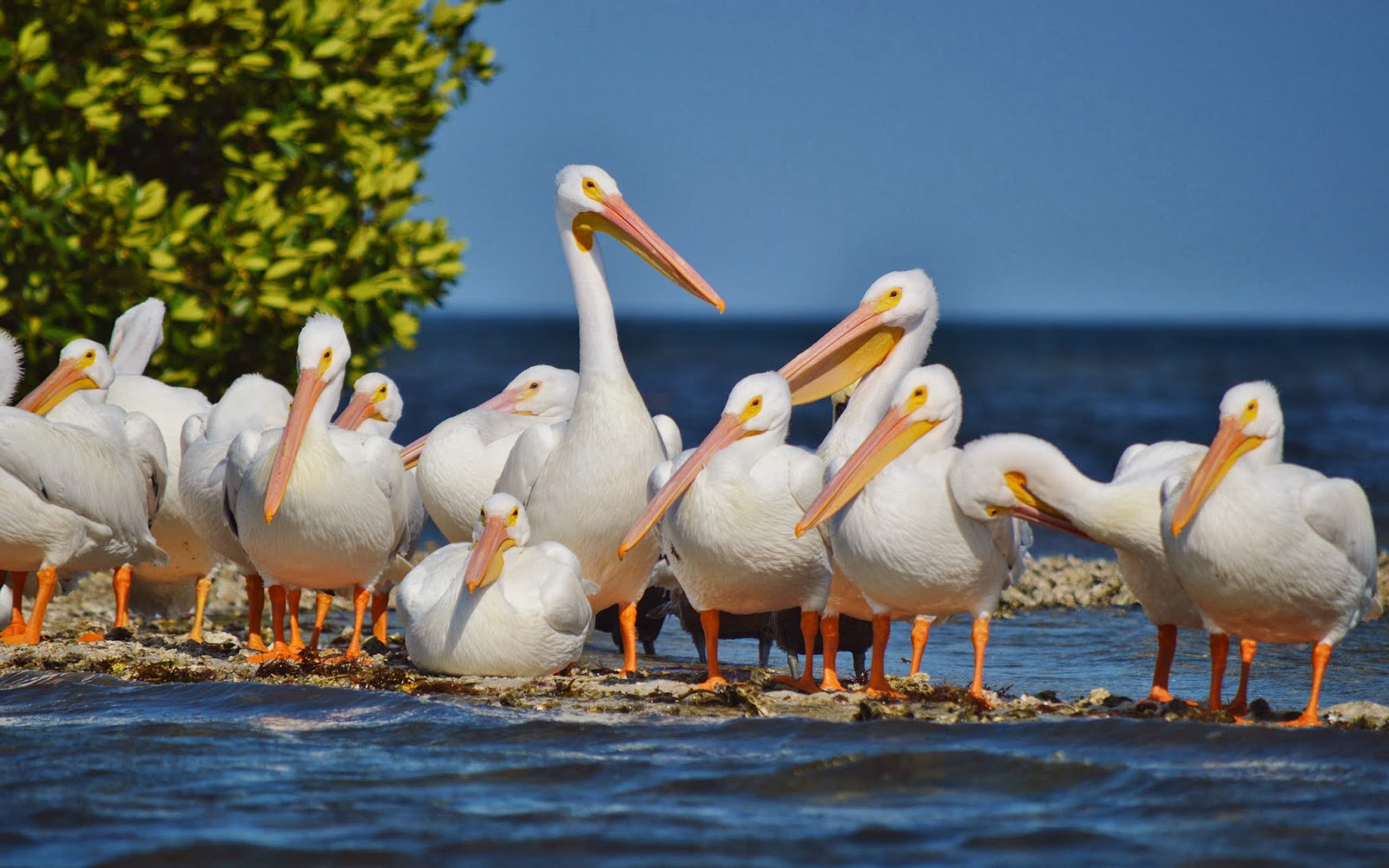 living, swamps, asia, pelican, desktop, africa, great, southeastern, hd, europe, 2K, lakes, across, white, shallow, HD Wallpaper