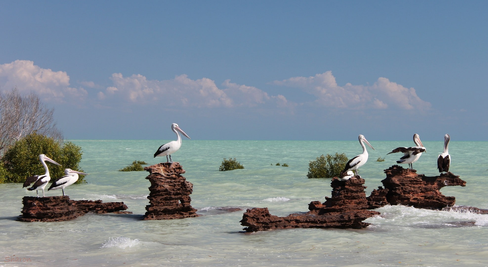 Australia, Sea, Birds, black, white, 1080P, pelicans, HD Wallpaper