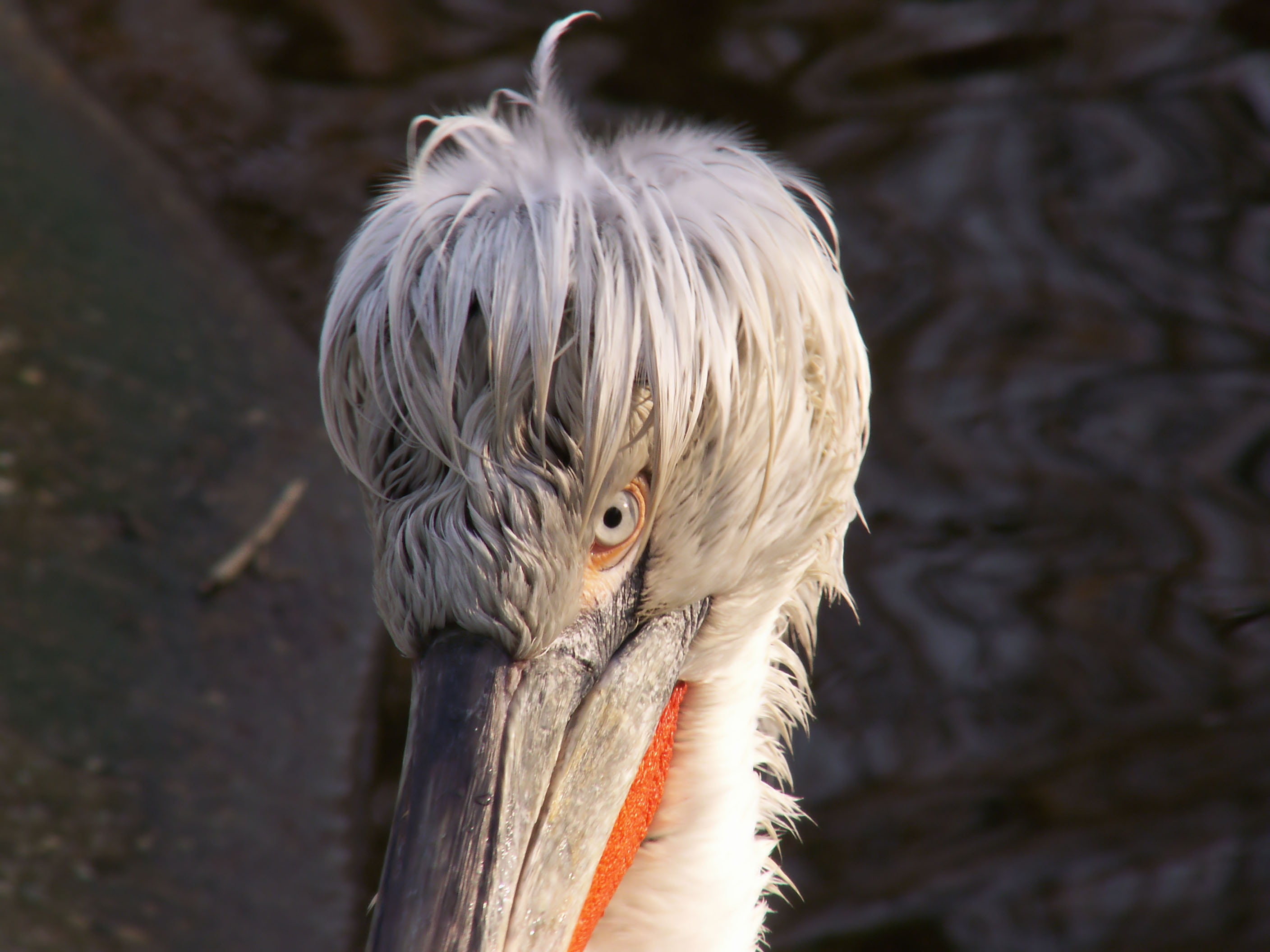 animal head, animals, eye, zoo, outdoors, nature, animal themes, animals in the wild, waterfowl, one animal, animal body part, vertebrate, animal, focus on foreground, HD Wallpaper