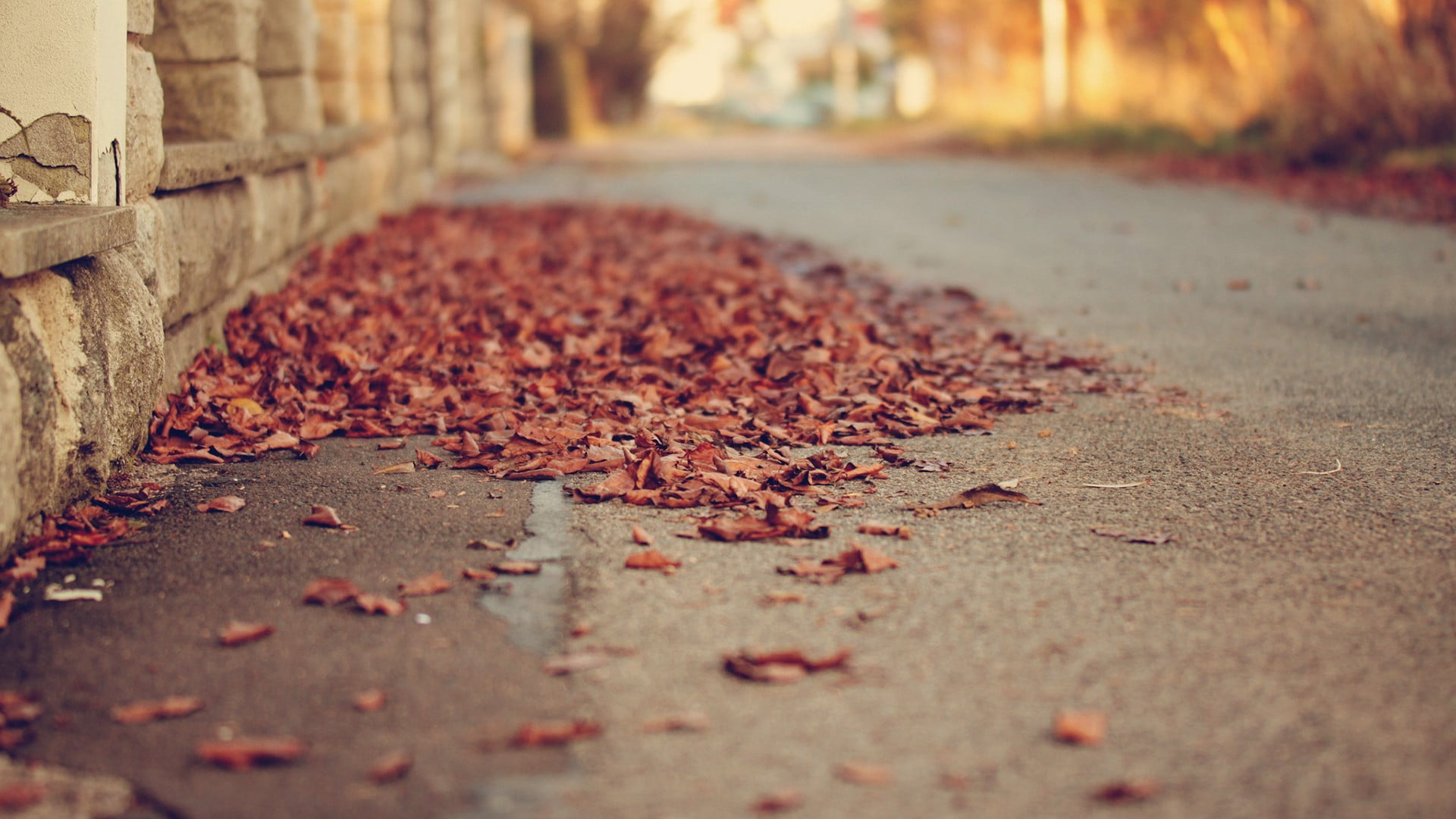 day, cobblestone, outdoors, lane, falling, road, asphalt, plant part, selective focus, yellow, close-up, surface level, direction, dirty, red, street, nature, HD Wallpaper