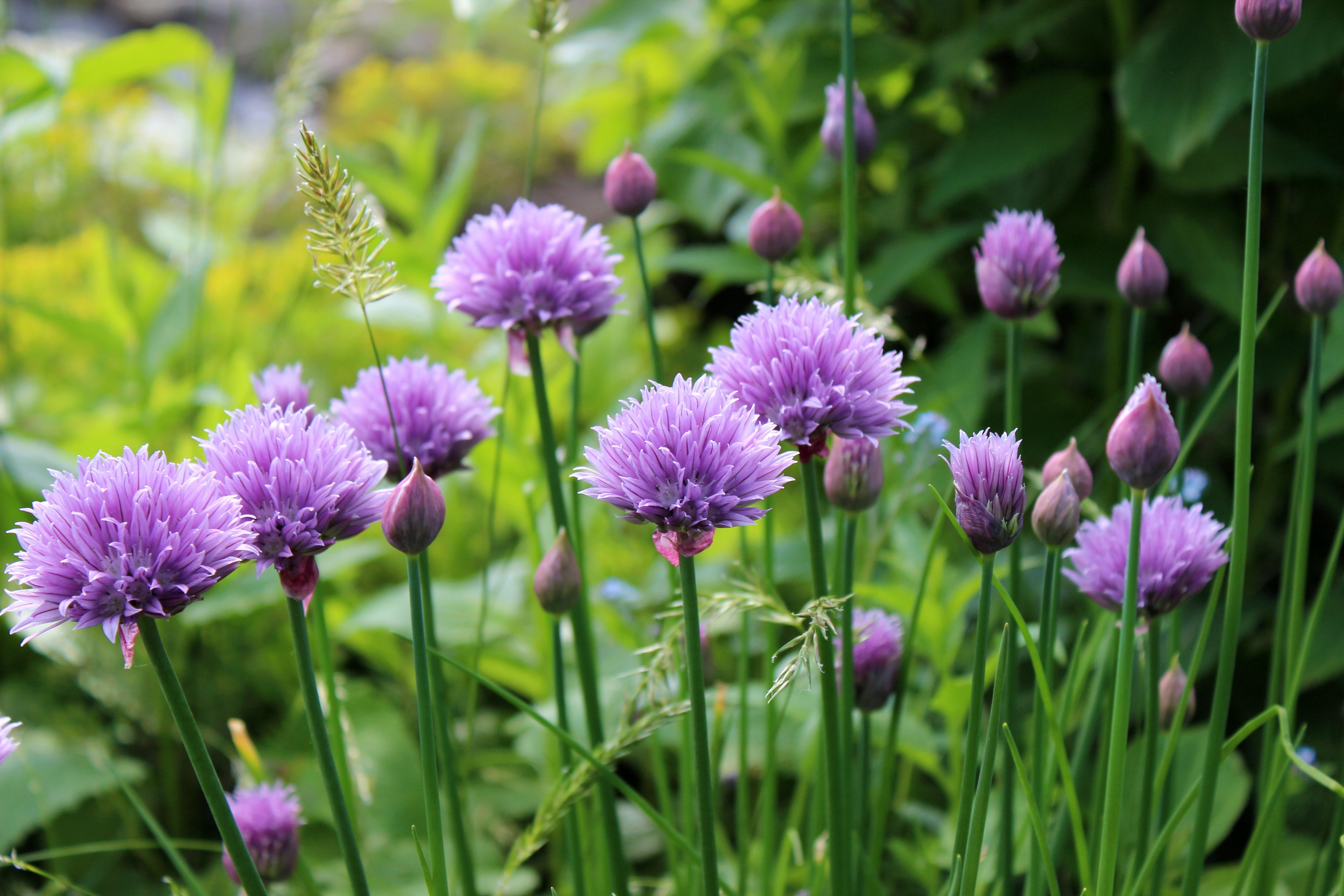 ornamental garden, no people, pink color, growth, petal, inflorescence, photo, freshness, fragility, green color, pf, herbs, clover, flowers, purple, chive, HD Wallpaper