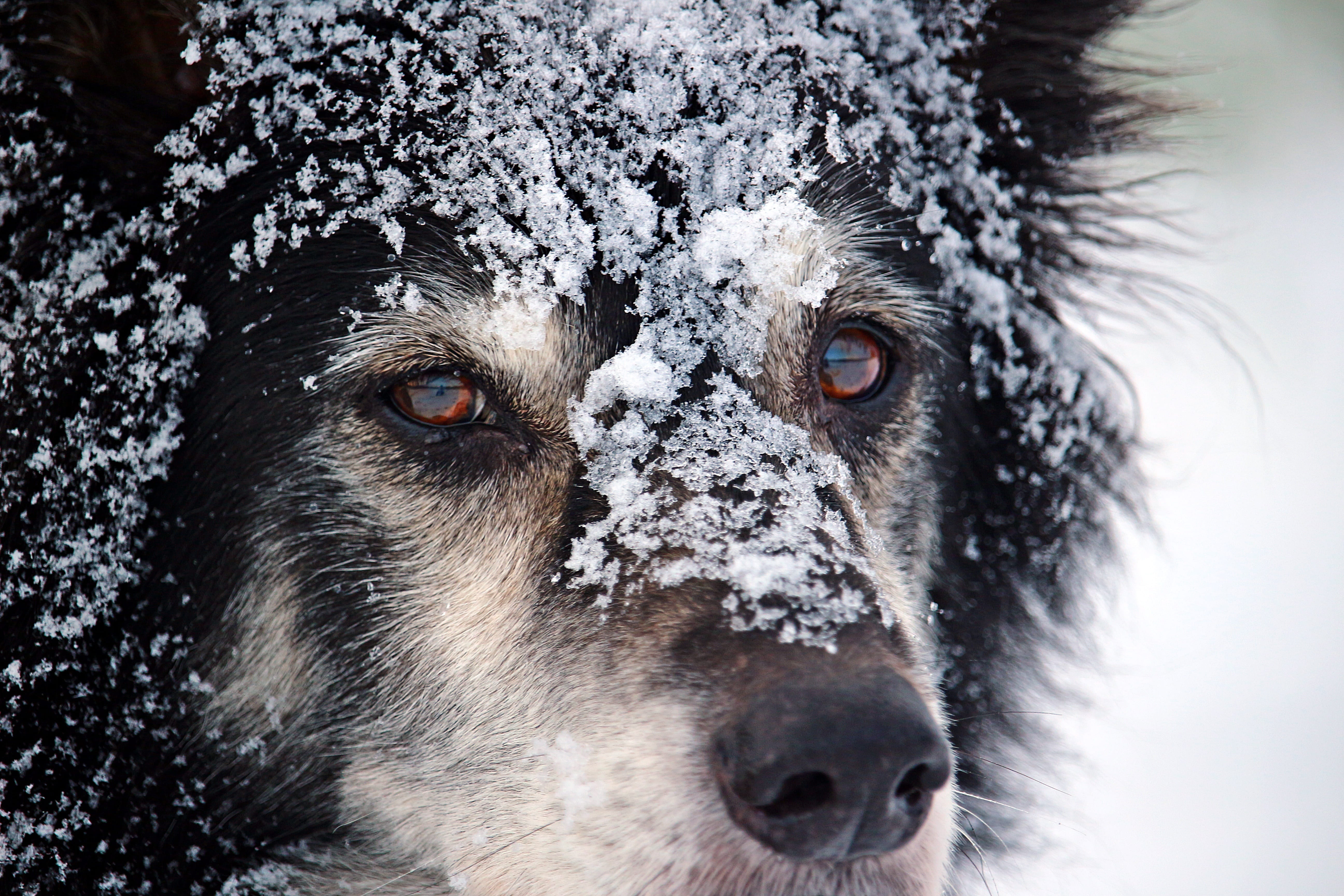 close-up, 5K, animal, pf, old dog, closeup, snowing, eye, collie, animal wildlife, looking at camera, pets, face, border, herding dog, animal eye, british sheepdog, HD Wallpaper