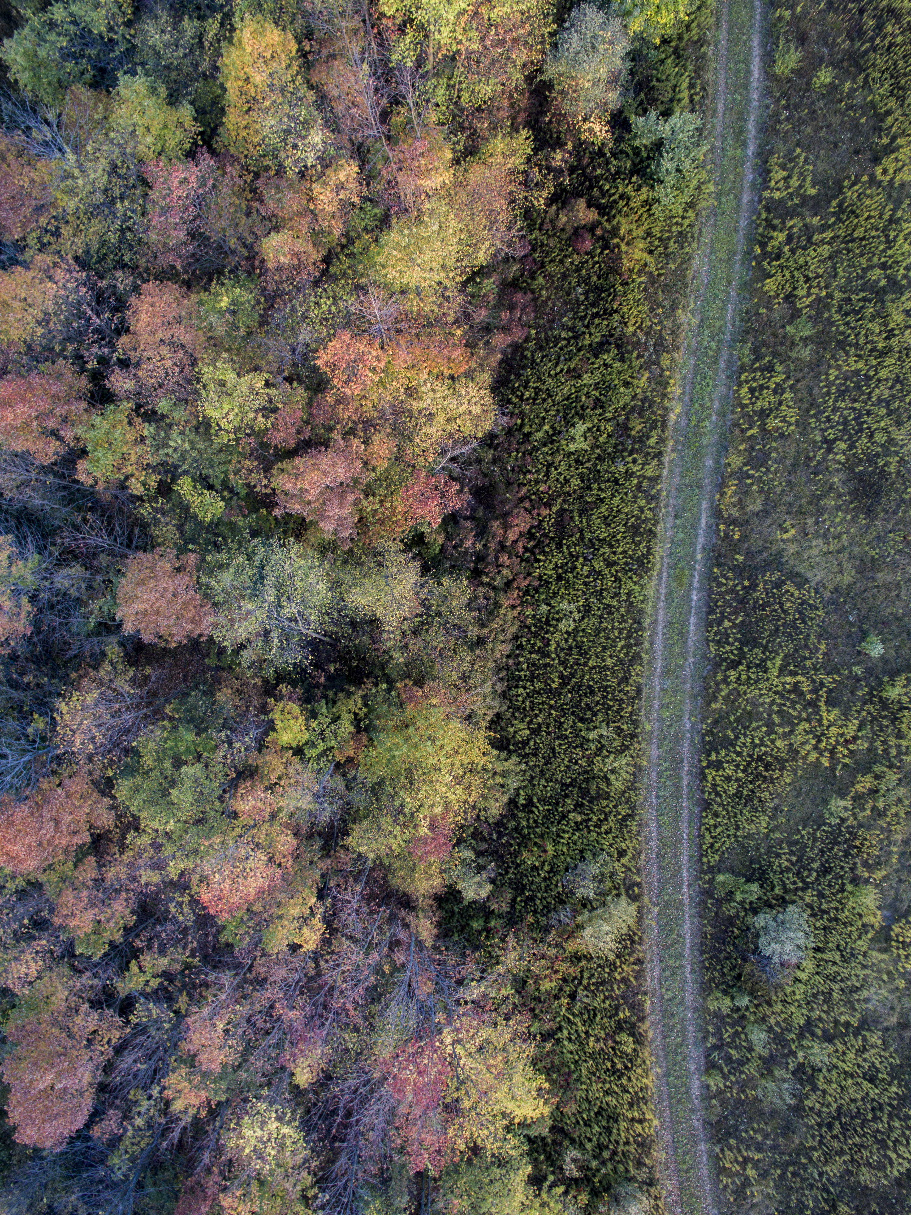 growth, road, photography, beauty in nature, full frame, no people, day, tree, pathway, aerial view, nature, tranquility, pf, aerial, color, green color, Phone HD Wallpaper