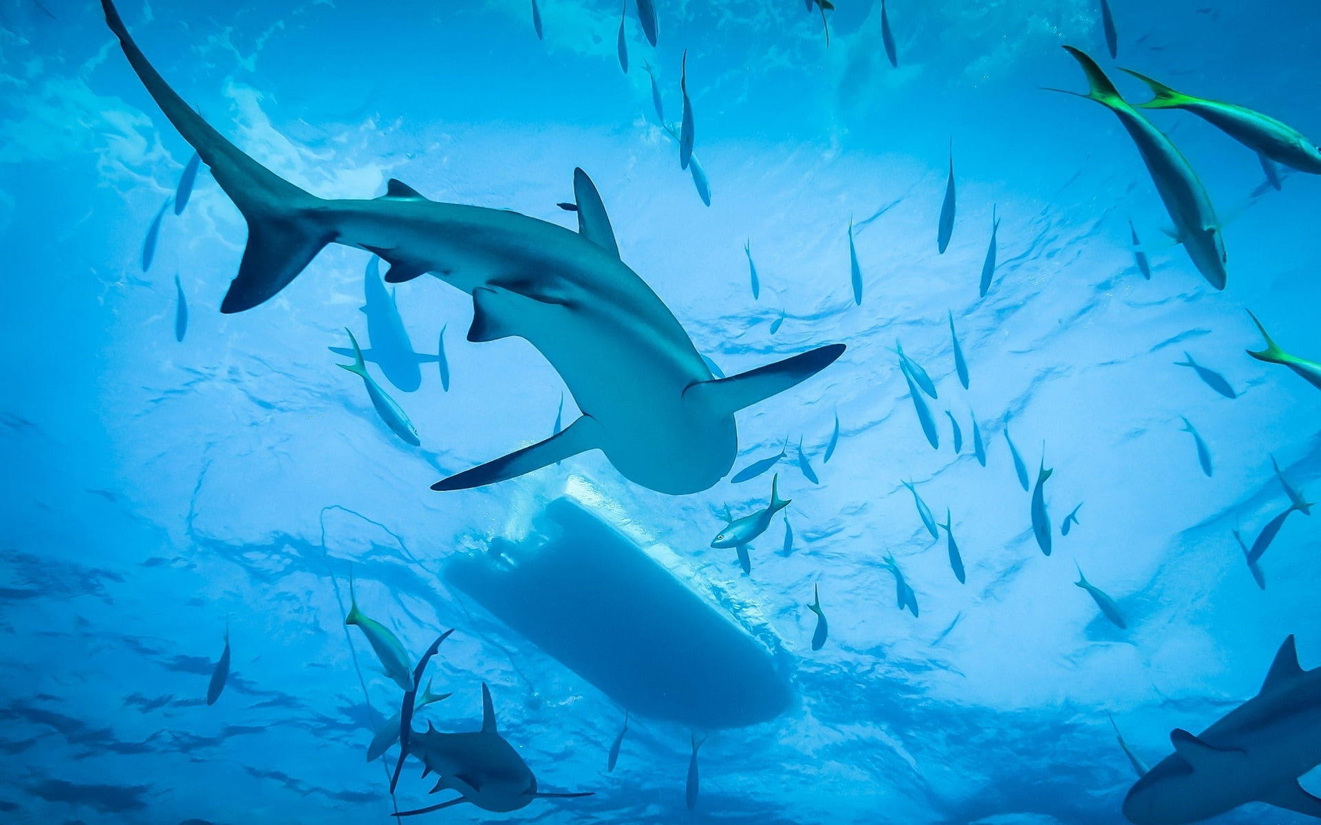 Shark, animals in captivity, Ocean, school of fish, animals In The Wild, undersea, animals And Pets, blue, wildlife, vertebrate, nature, aquarium, scuba Diving, HD Wallpaper