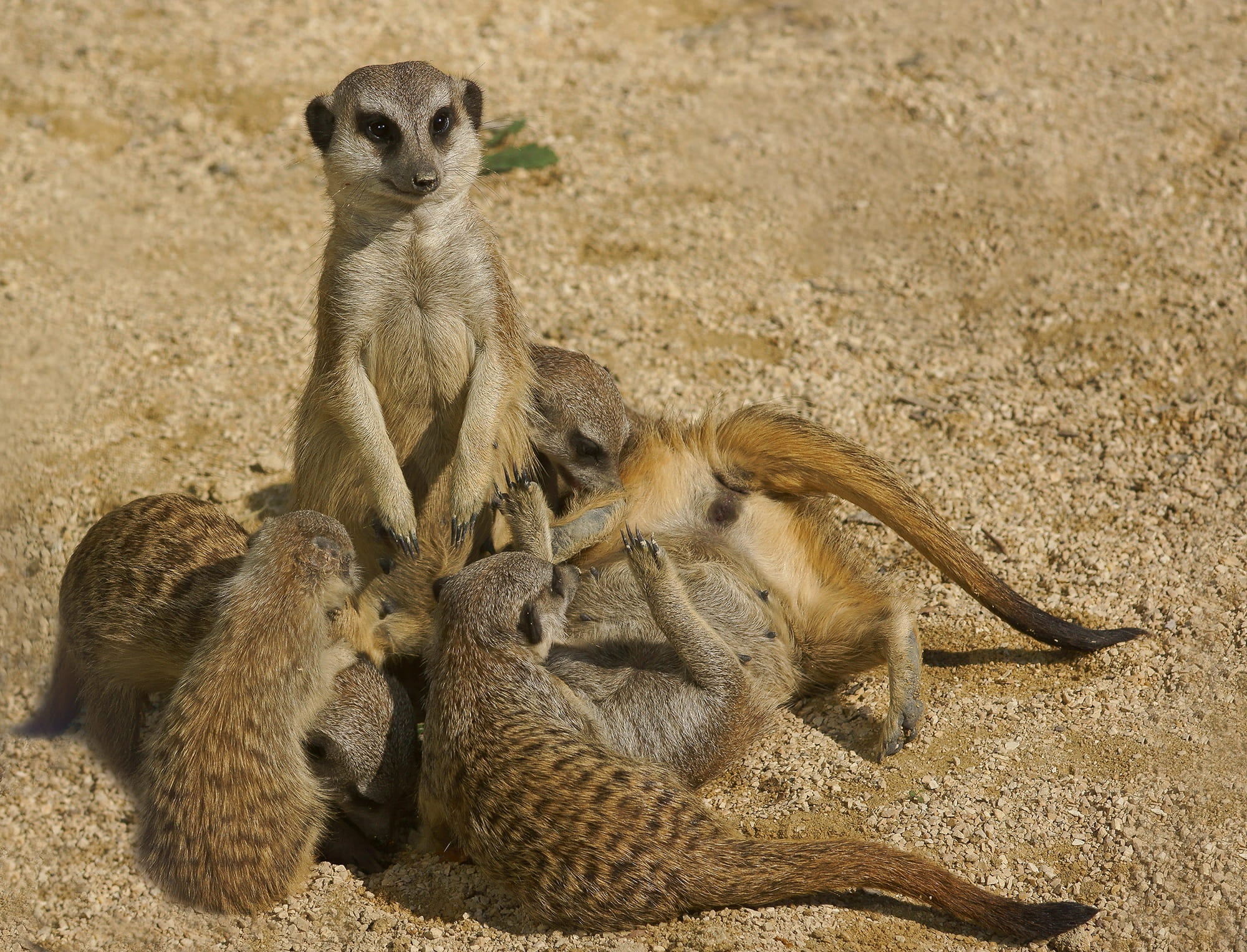 animals, carnivora, vigilant, relaxation, watch, cute, meerkat, young animal, group picture, vertebrate, group of animals, zoo, creature, animal, baboon, HD Wallpaper