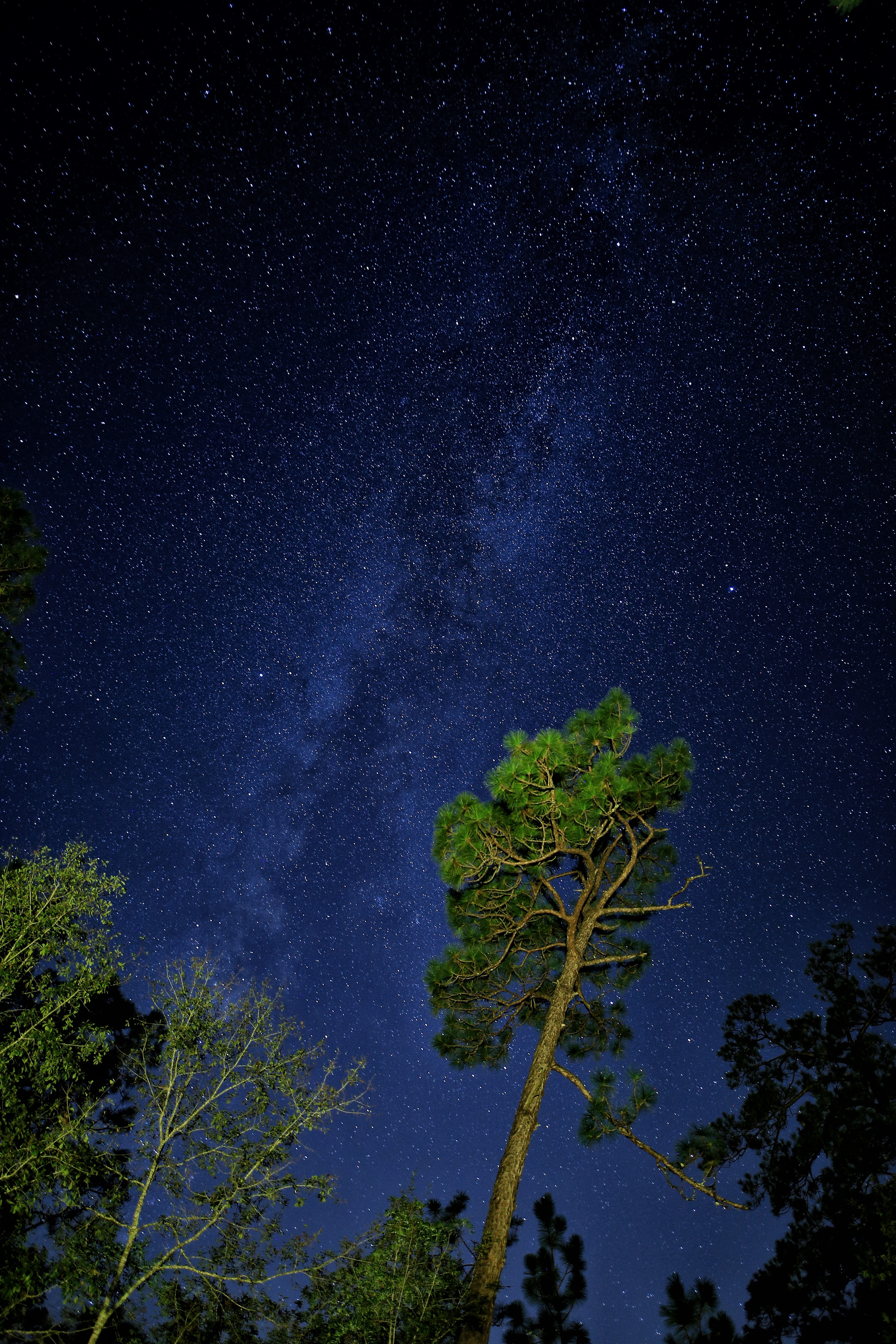 nebula, scenics, planet - Space, looking up, long exposure, view, fire, star, tree, forest, nature, astronomy, science, star - Space, backgrounds, no People, Phone HD Wallpaper