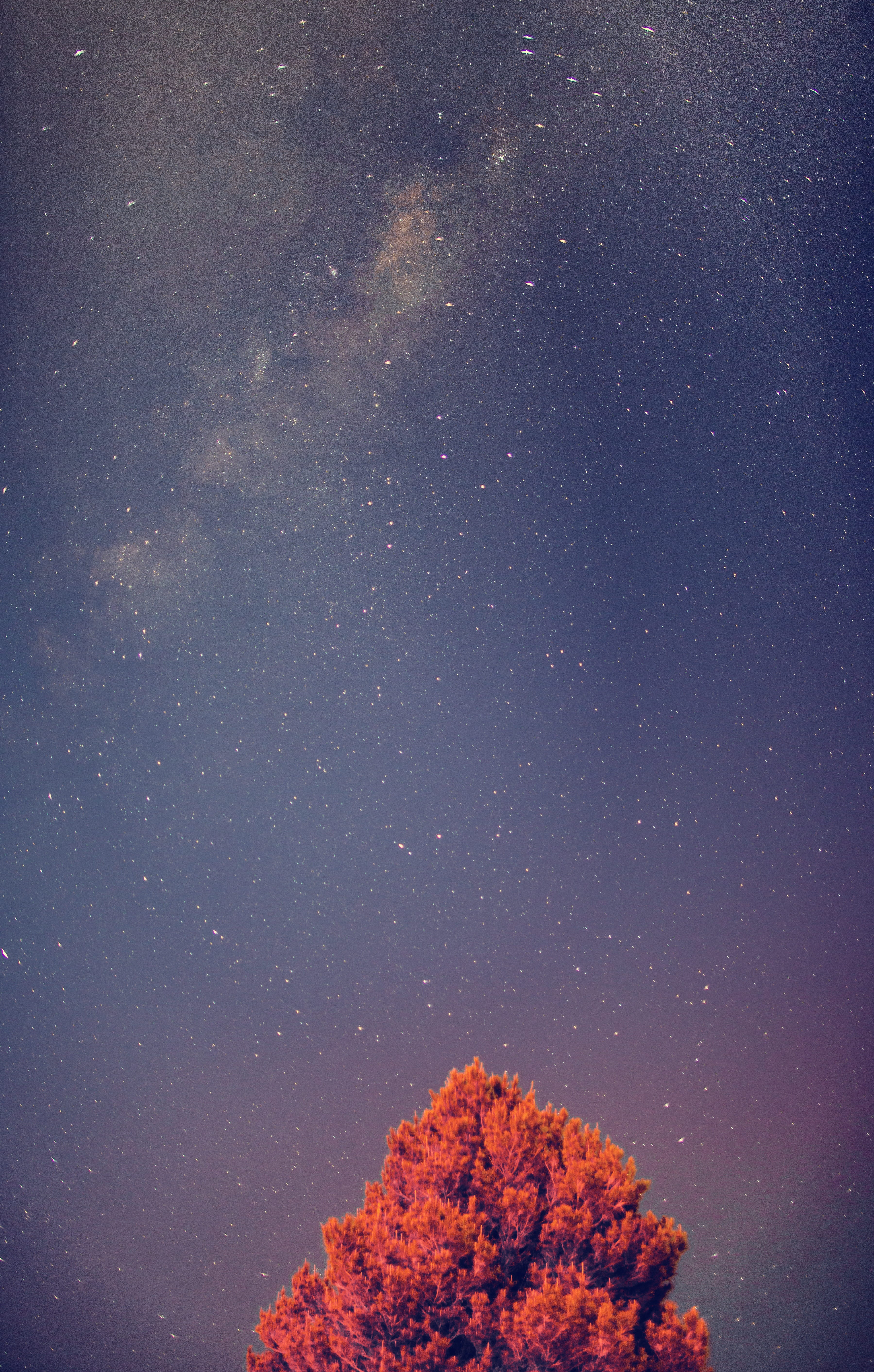 outdoors, astronomy, low angle view, tranquility, nature, milky way, universe, galaxies, tree, night, dark, growth, sky, mystical, cosmos, plant, tranquil scene, Phone HD Wallpaper
