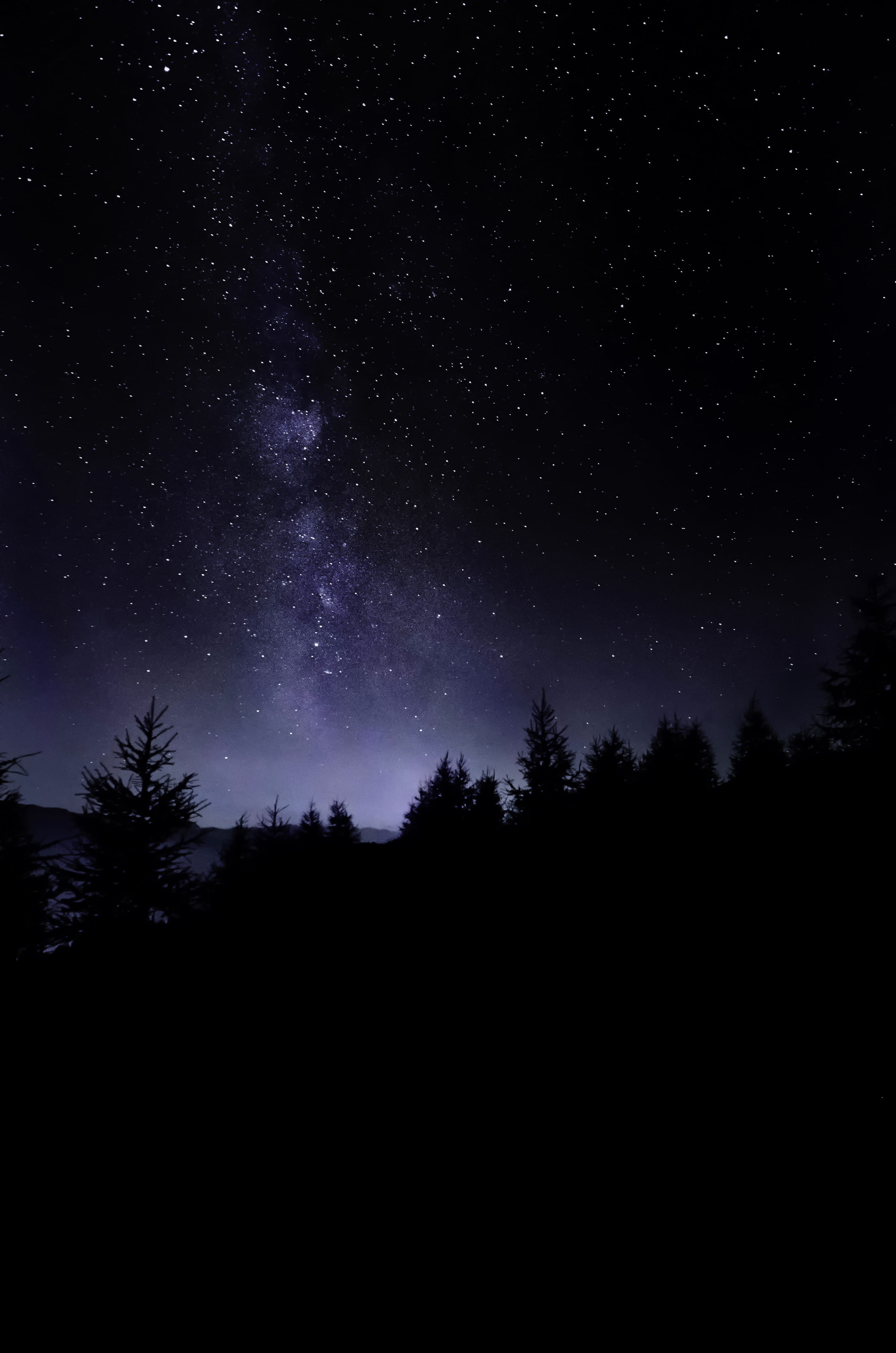 backgrounds, cosmos Flower, dream, north Star, star - Space, illuminated, tree, starry, astrology, night, moon, astrophotography, star Trail, black Color, Phone HD Wallpaper