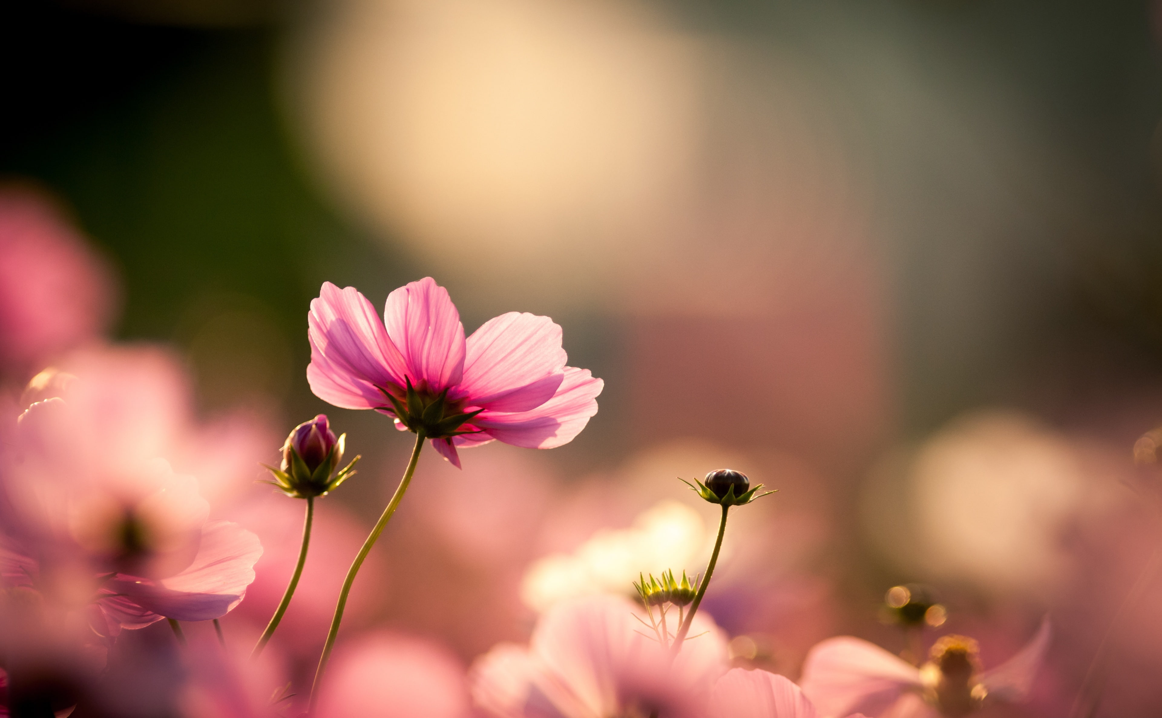 selective focus, Japan, outdoors, growth, Cosmos, Autumn, canon, Flowers, pink color, markiii, flowering plant, plant, 500mm, bokeh, flower head, Asia, HD Wallpaper