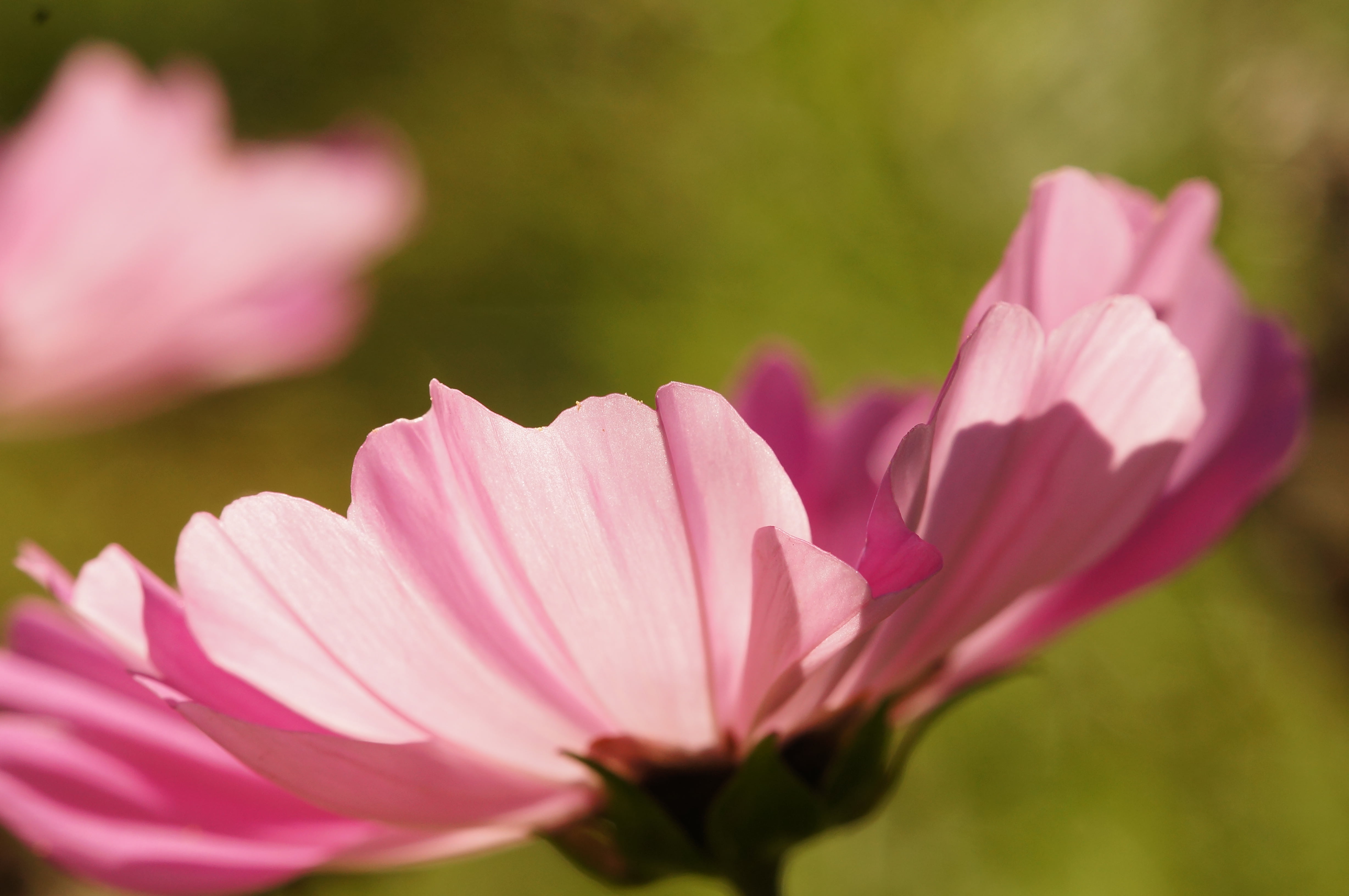 beauty In Nature, Europa, Oktober, Explore, Europe, bipinnatus, emount, flower Head, Baden-Württemberg, Licht, Simple, focus, Light, pink Color, Art, flower, HD Wallpaper