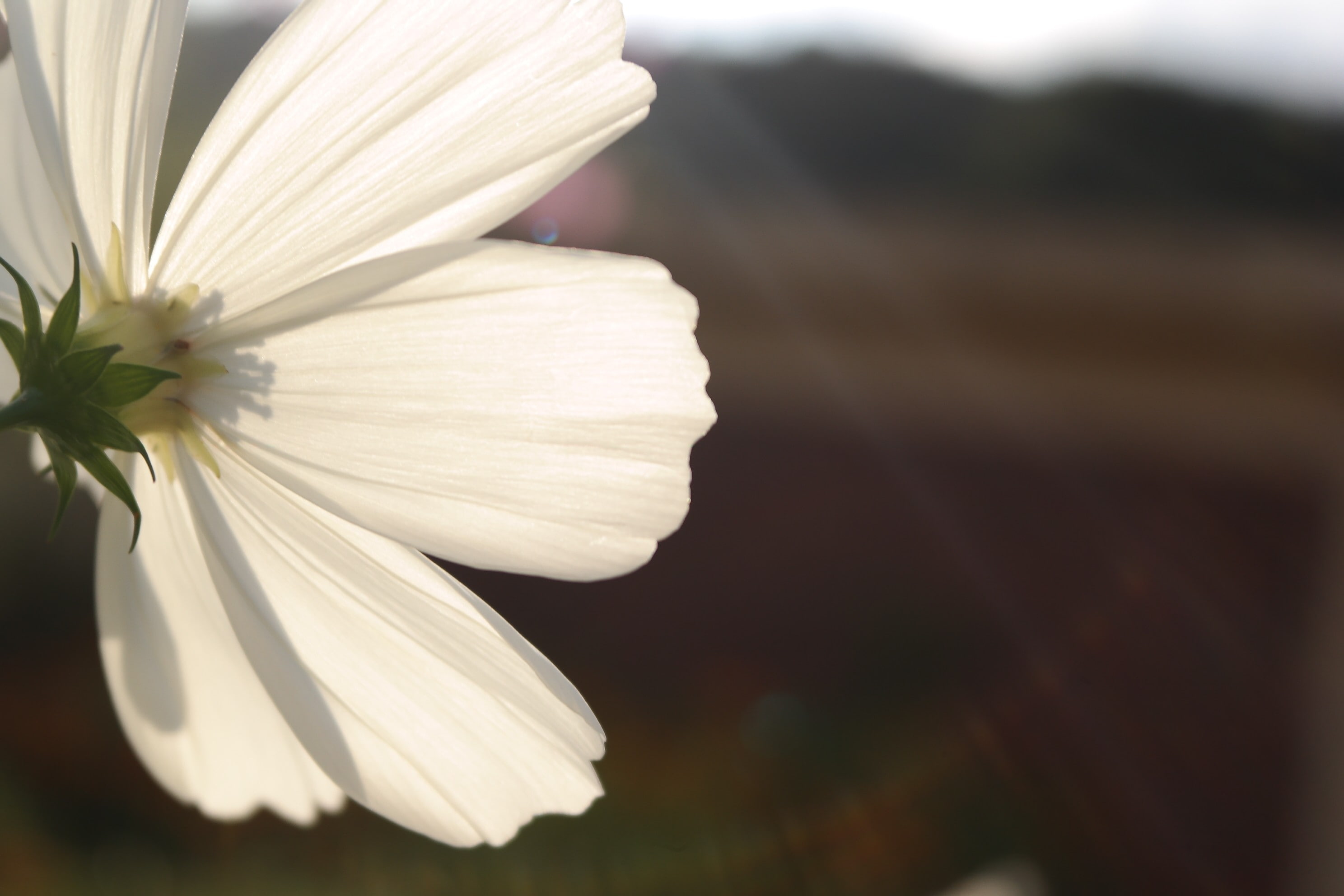 flower head, focus on foreground, white color, beauty in nature, growth, nature, fragility, vulnerability, flower, freshness, plant, close-up, petal, pollen, HD Wallpaper