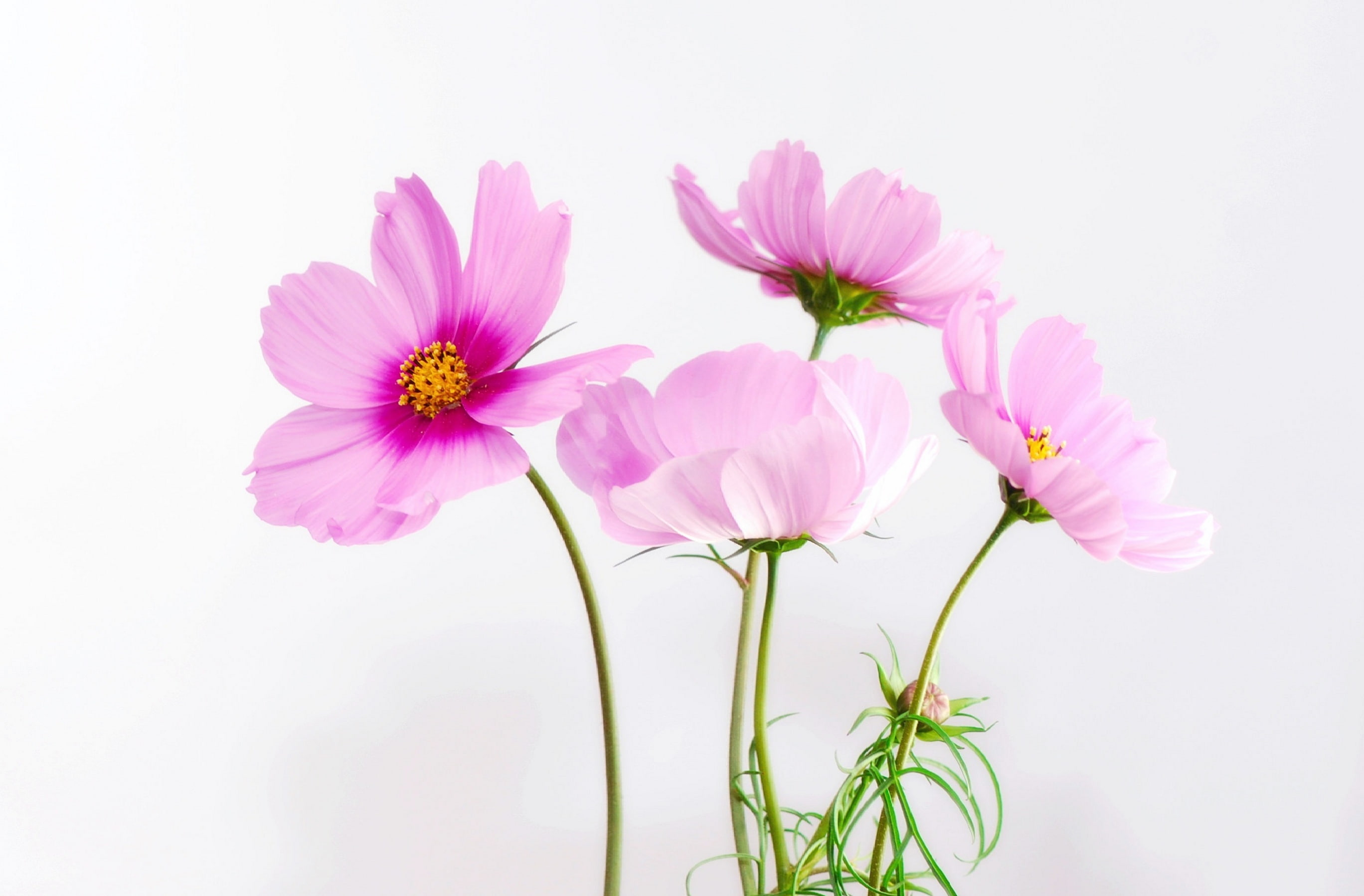 white background, cosmo, pink color, flora, studio shot, Flower, cut out, Leaves, flower head, beauty in nature, White, vulnerability, flowering plant, HD Wallpaper