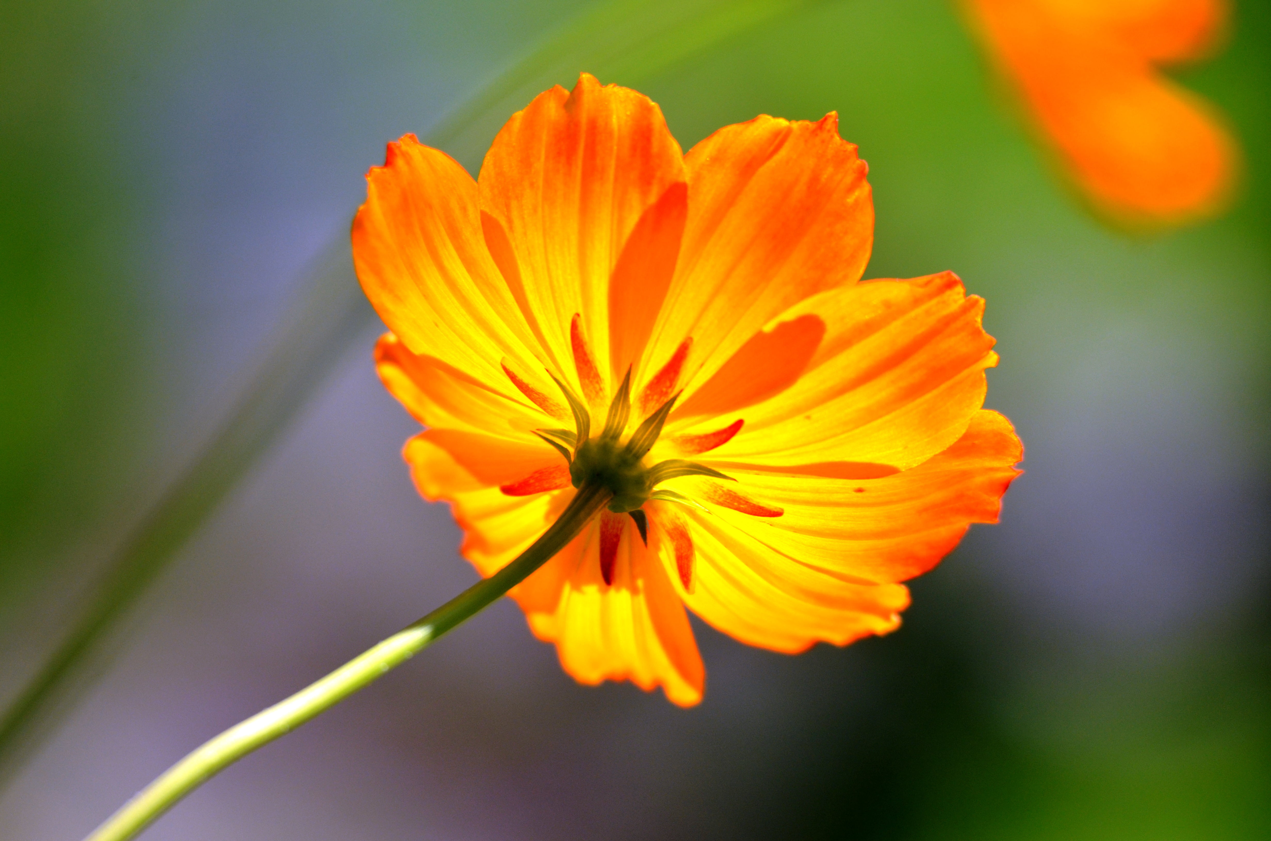 Jenny, photography, illuminated, yellow, blooms, reverse, Gorman, Farm, nature, blossoms, selective focus, summer, focus, petal, plant, 4K, Cosmos, NPC, HD Wallpaper