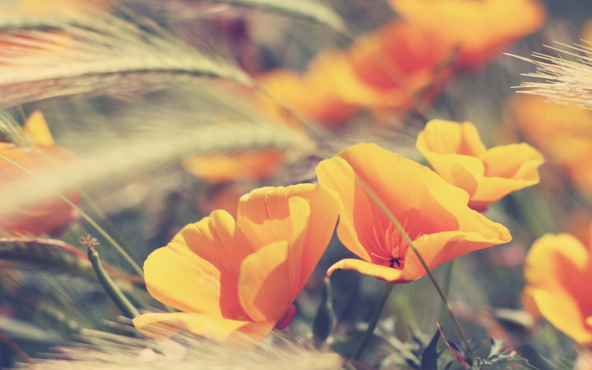 blossom, flowerbed, shallow, outdoors, nature, petal, bright, sunlight, grass, summer, orange, sky, vulnerability, multi Colored, macro, formal Garden, HD Wallpaper