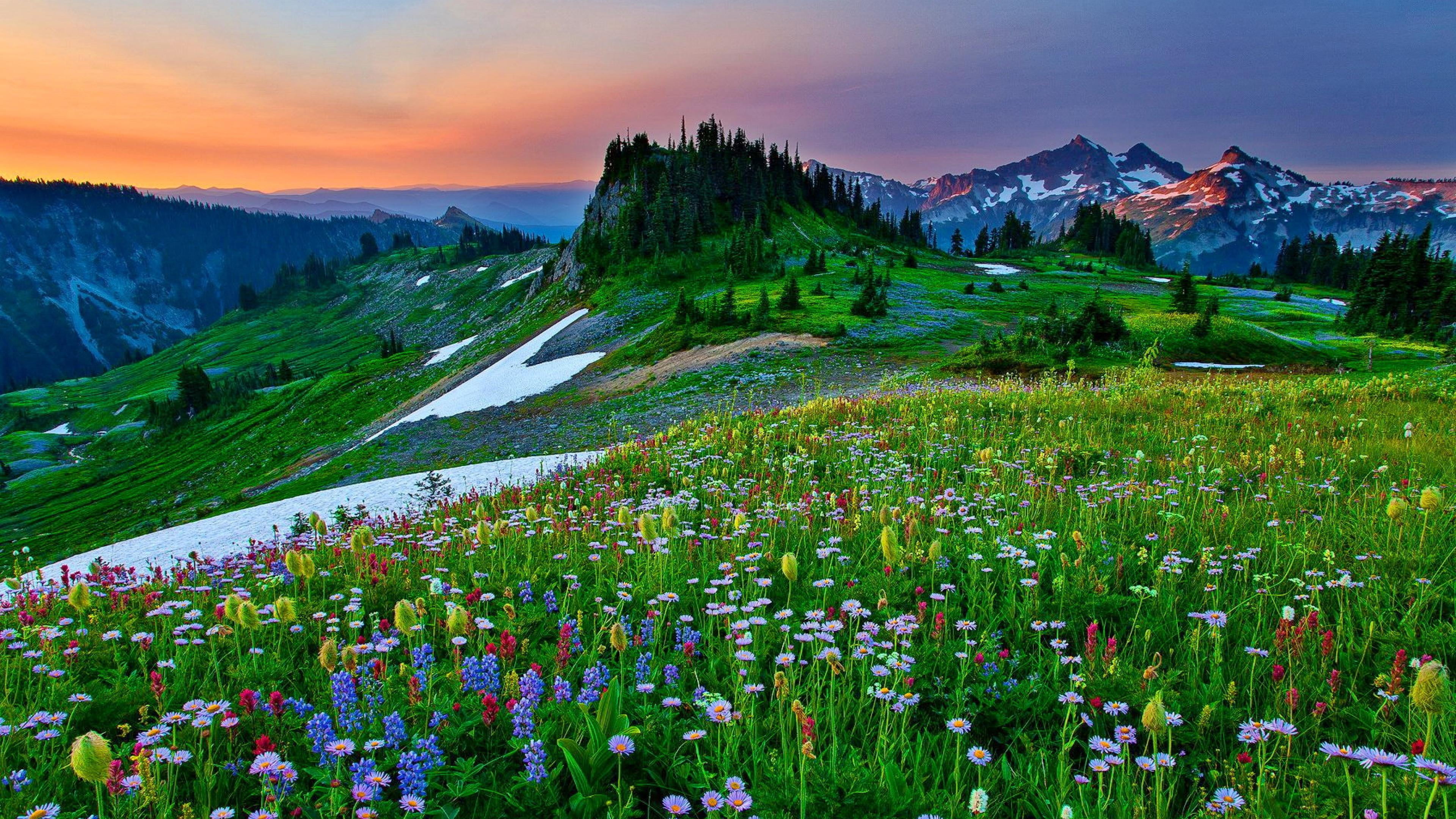scenics - nature, outdoors, hd, beauty in nature, sun, plant, mountain, mountain peak, wildflower, no people, travel destinations, flower, meadow, flowers, HD Wallpaper