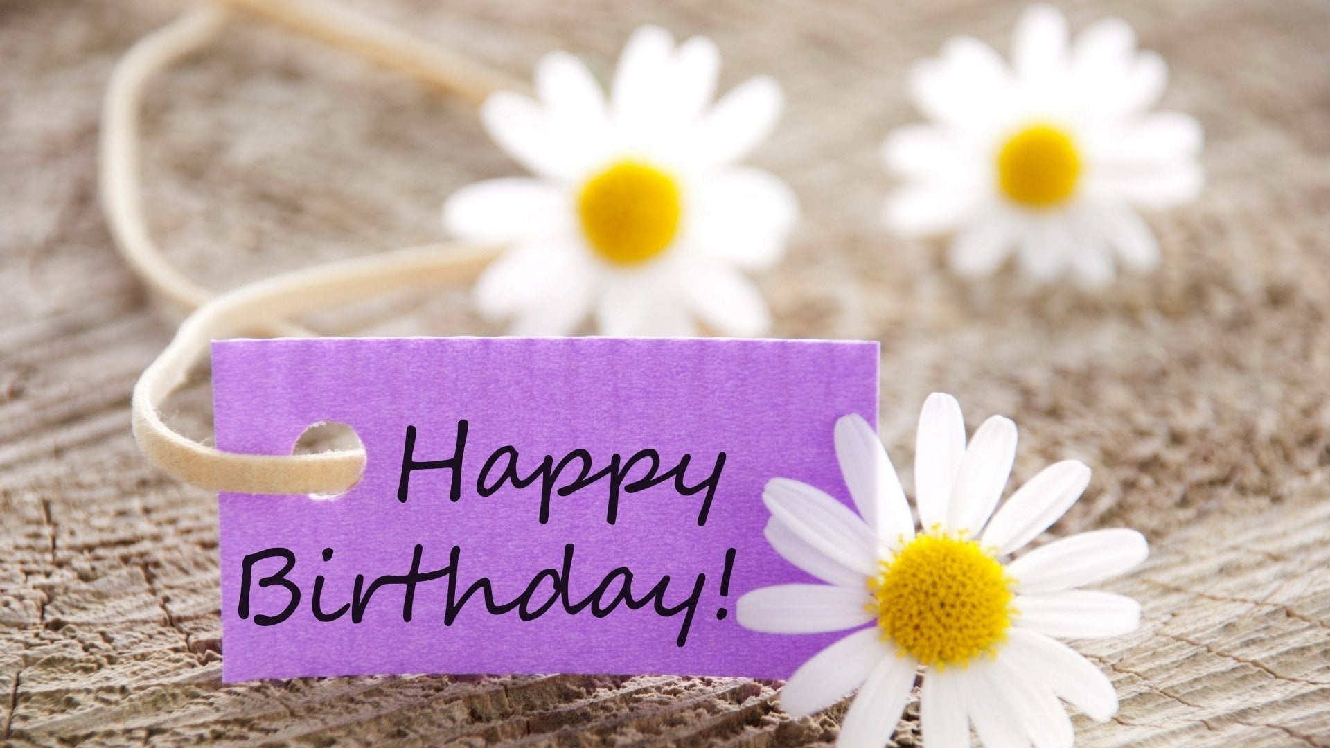fragility, outdoors, no people, pollen, Birthday, inflorescence, close-up, springtime, 1080P, Daisy, plant, emotion, Flower, communication, Holiday, text, HD Wallpaper