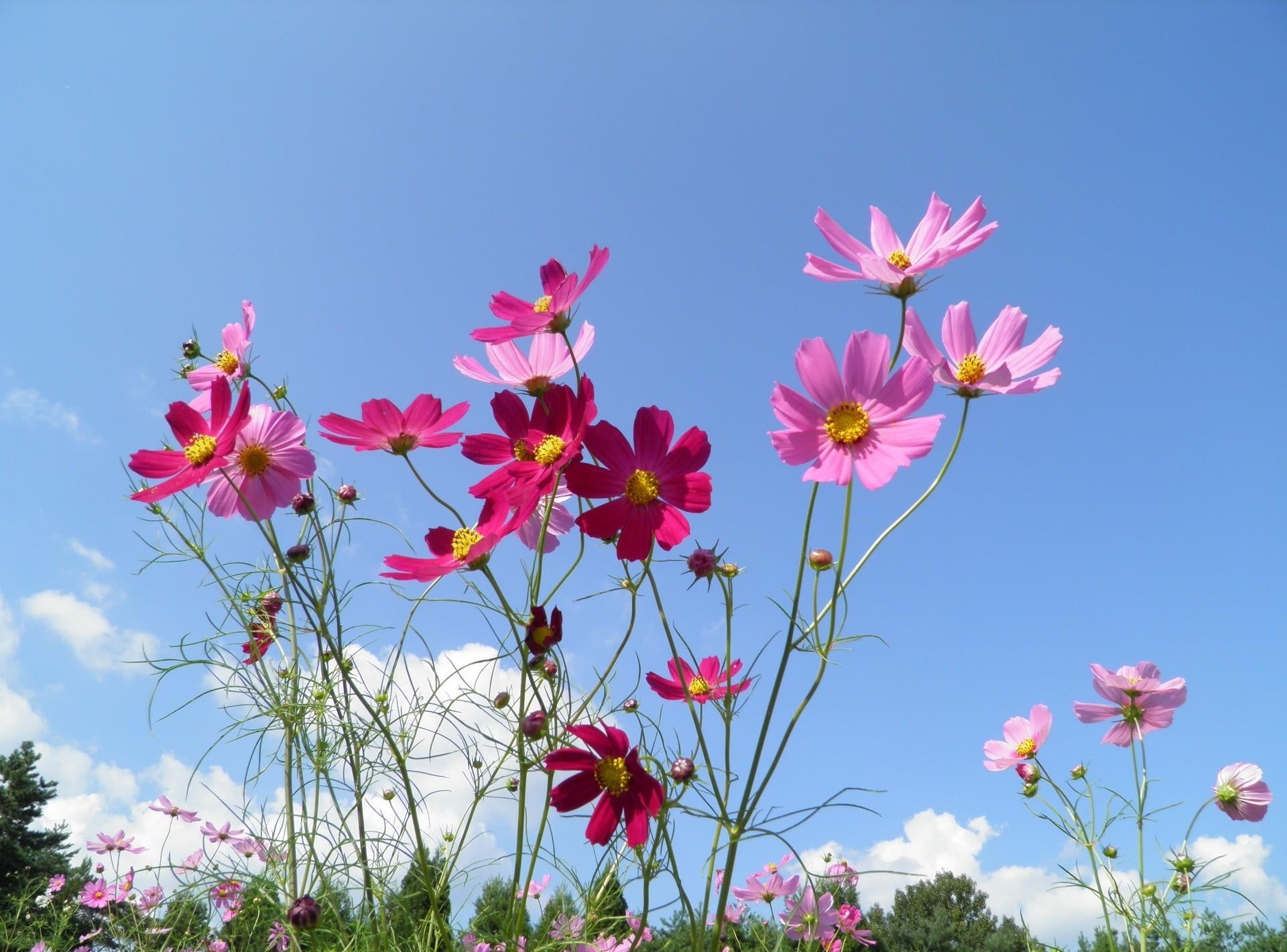 green Color, sky, 1080P, formal Garden, petaled, close-up, meadow, flowers, backgrounds, low angle view, blossom, flowering plant, blue, inflorescence, HD Wallpaper
