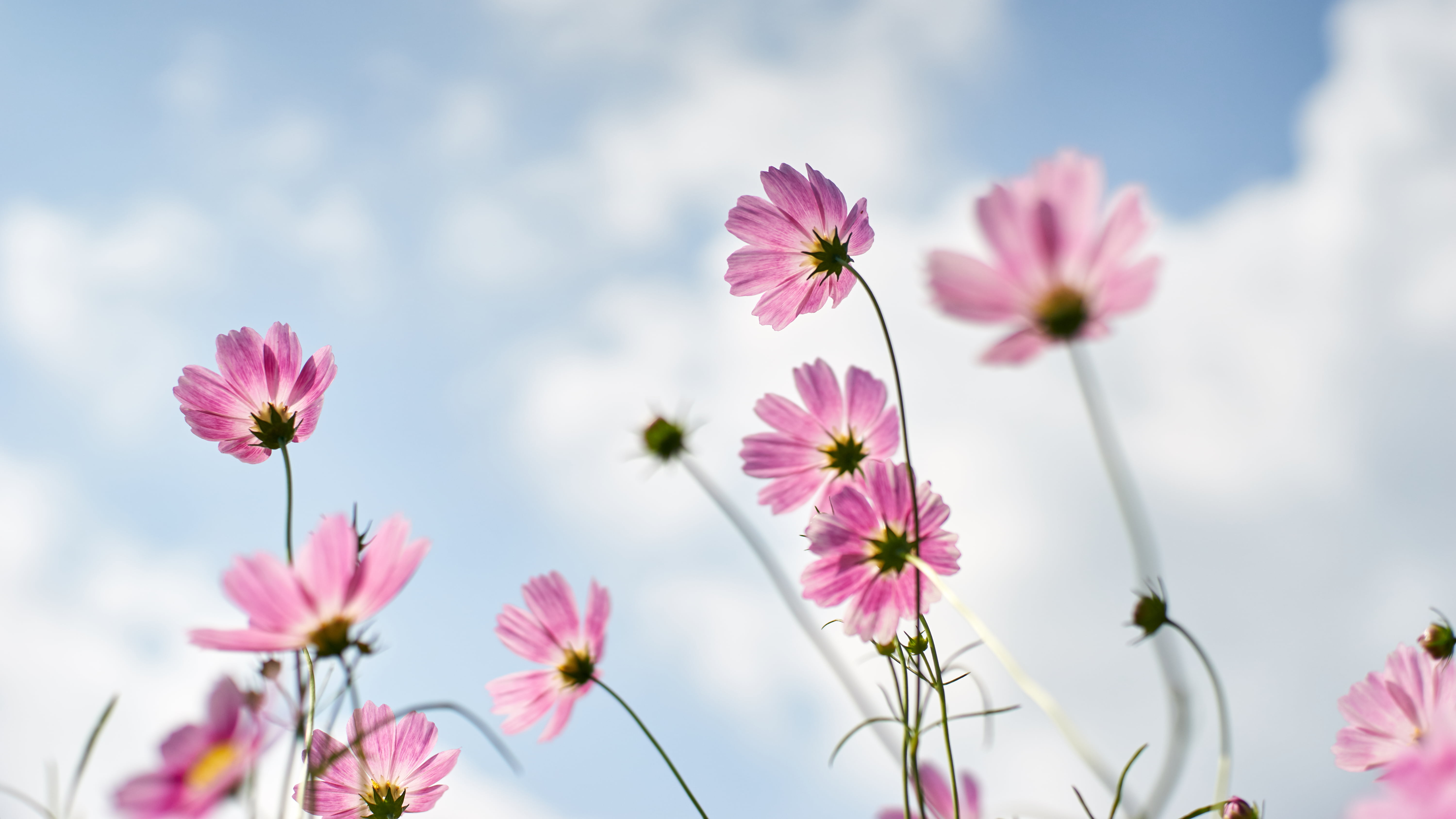 nature, リング, petaled, Contax, closeup, outdoors, beauty In Nature, springtime, flower, cosmos Flower, photo, pink, pink Color, plant, flash, wind, flowers, HD Wallpaper