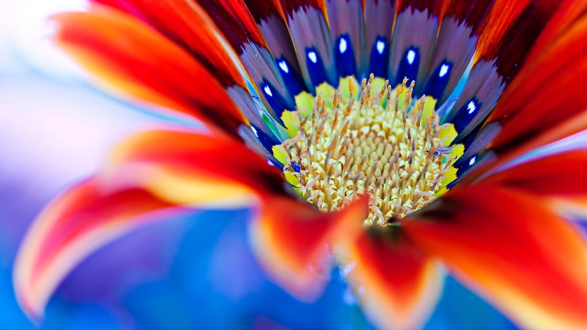 pollen, selective focus, extreme close-up, flowering plant, macro, vulnerability, fragility, close-up, wildflower, flora, no people, petal, growth, macro photography, HD Wallpaper