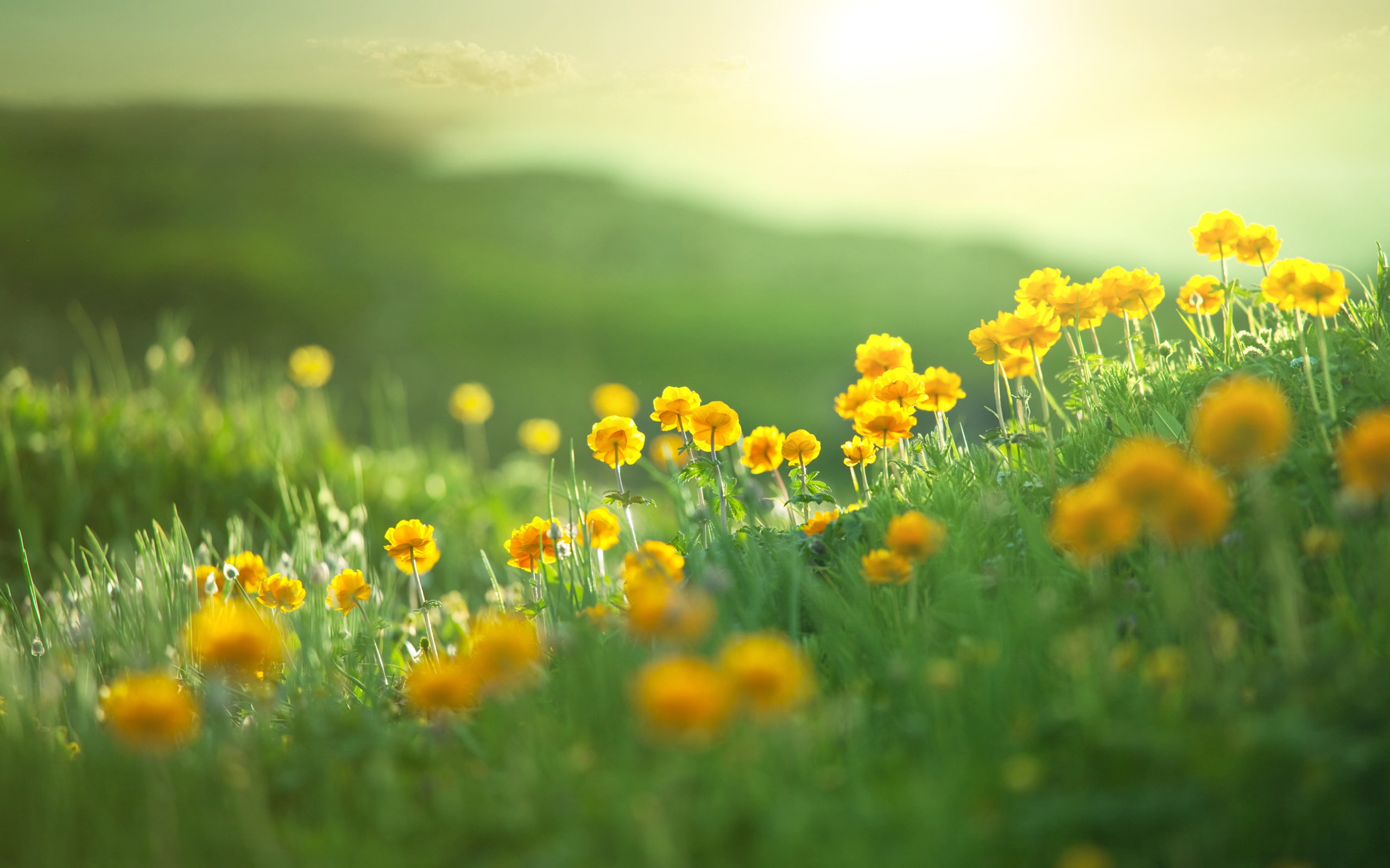 yellow flowers, 2K, flowers, grass, green, plants, nature, HD Wallpaper