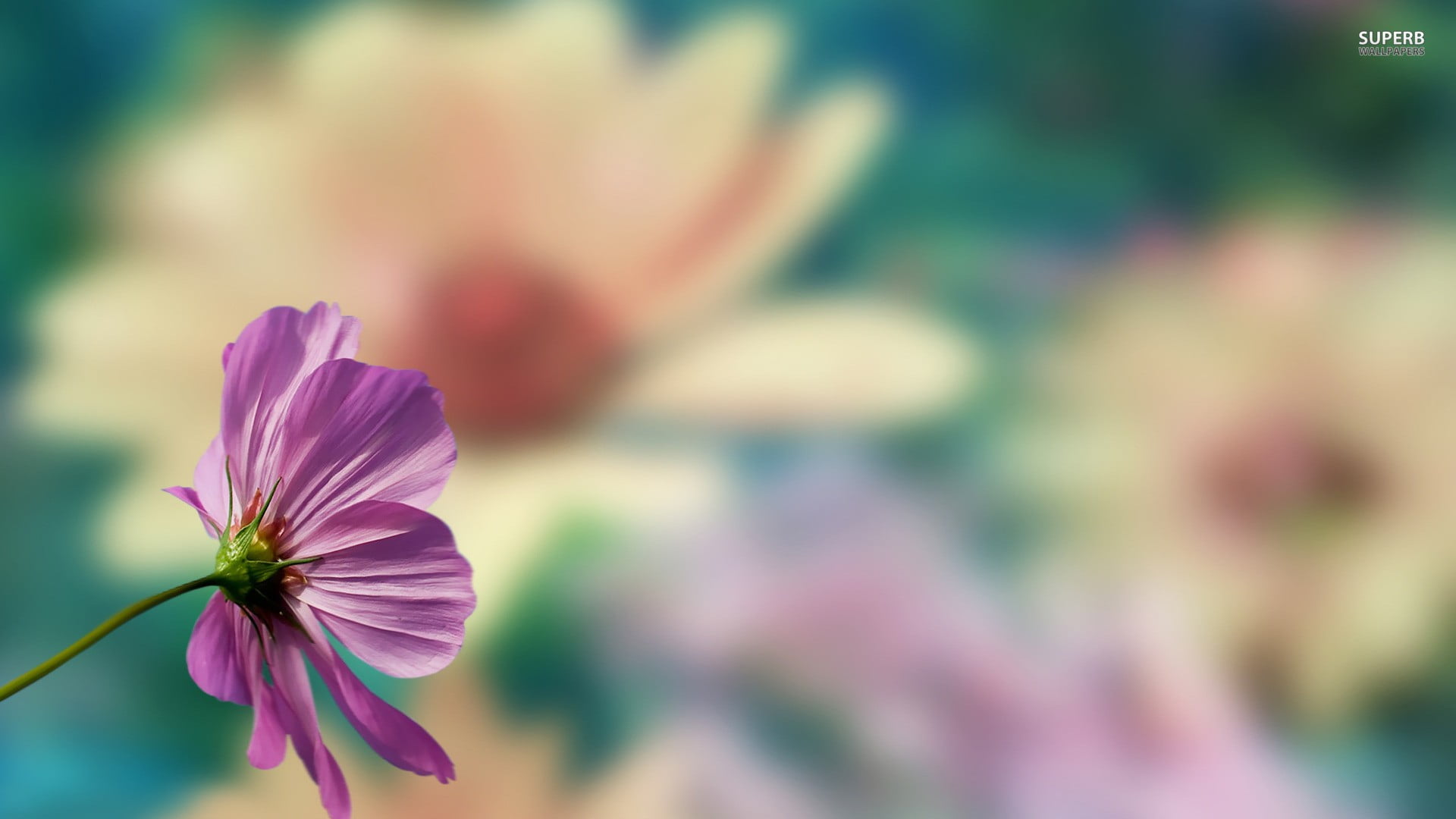 no people, fragility, cosmos flower, freshness, outdoors, focus on foreground, pollen, flower, selective focus, petal, purple, plant, pink color, inflorescence, HD Wallpaper