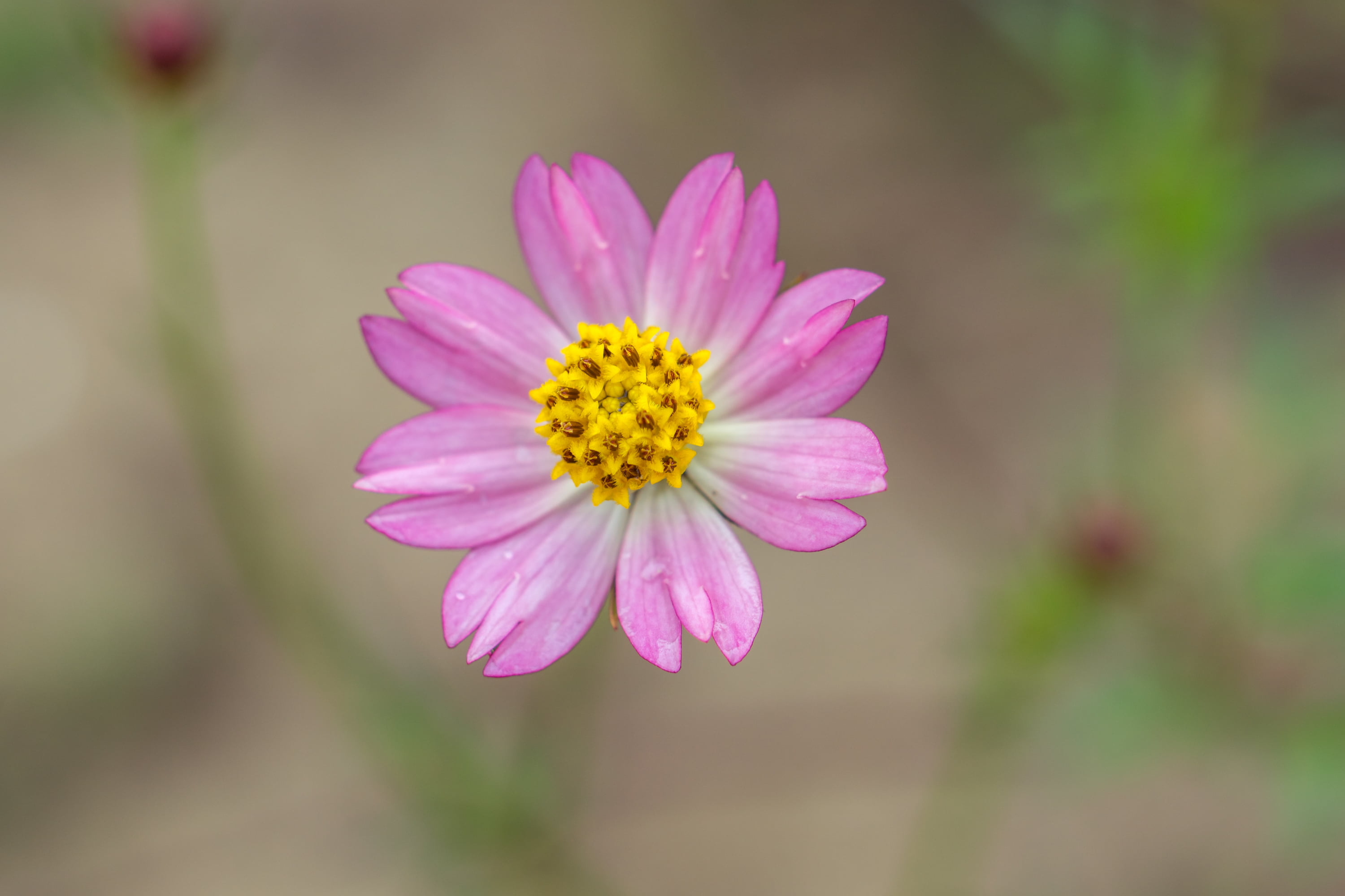 Cosmos Caudatus, summer, flower, petal, white, cosmos Flower, macro, closeup, purple, sel50f18, Sony A6000, photo, 2K, Extension Tube, pink Color, Outdoor, HD Wallpaper