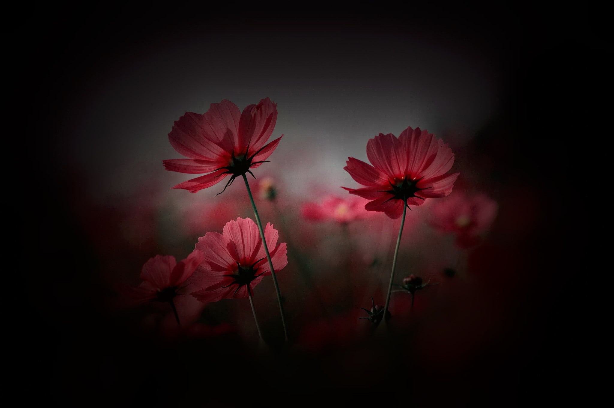 pink color, beauty in nature, outdoors, red, flower, flowers, 1080P, growth, inflorescence, vulnerability, flower head, cosmos flower, freshness, plant stem, HD Wallpaper