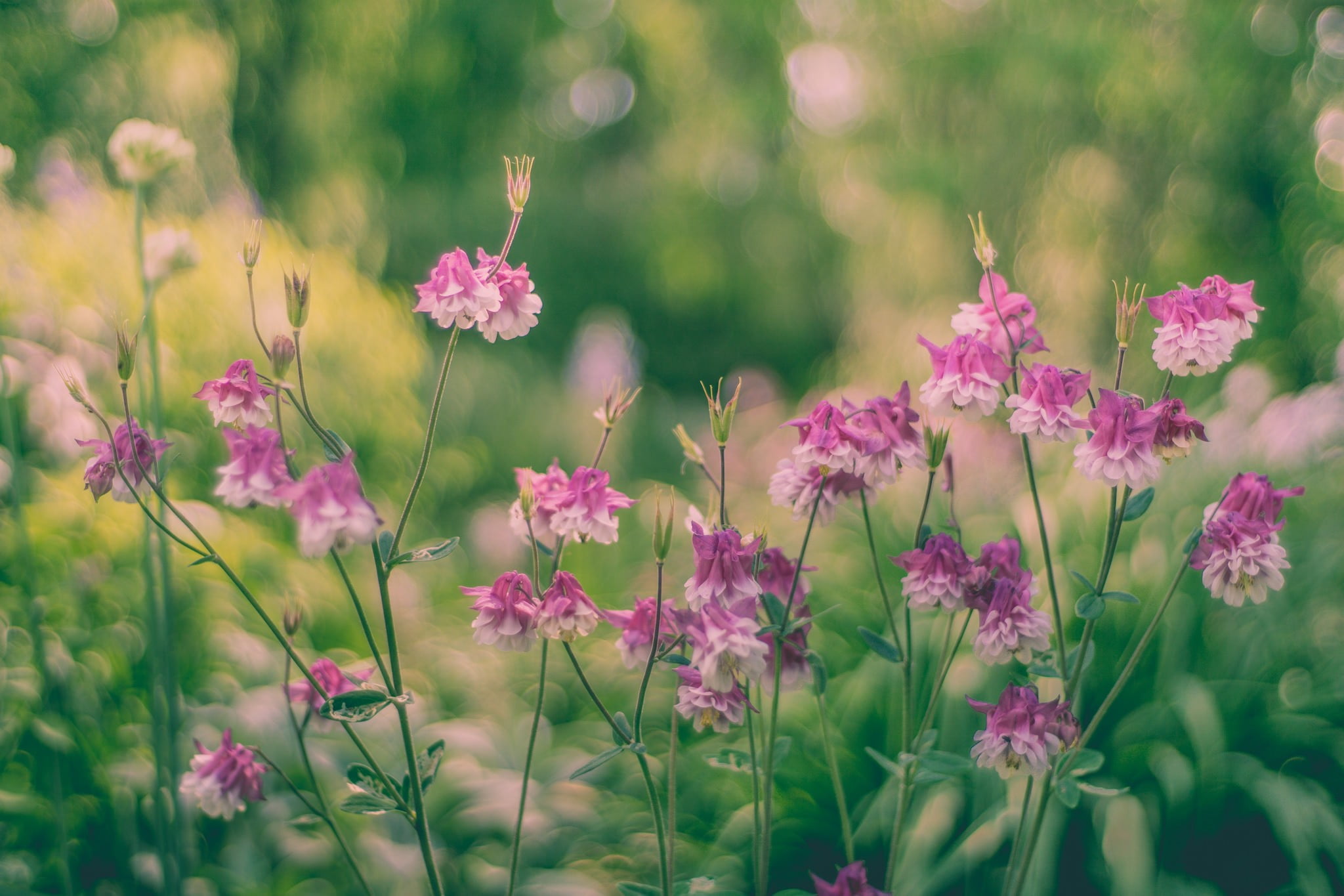 plant, no people, flower head, pink color, flowerbed, vulnerability, nature, flowers, selective focus, growth, freshness, petal, cosmos flower, close-up, HD Wallpaper
